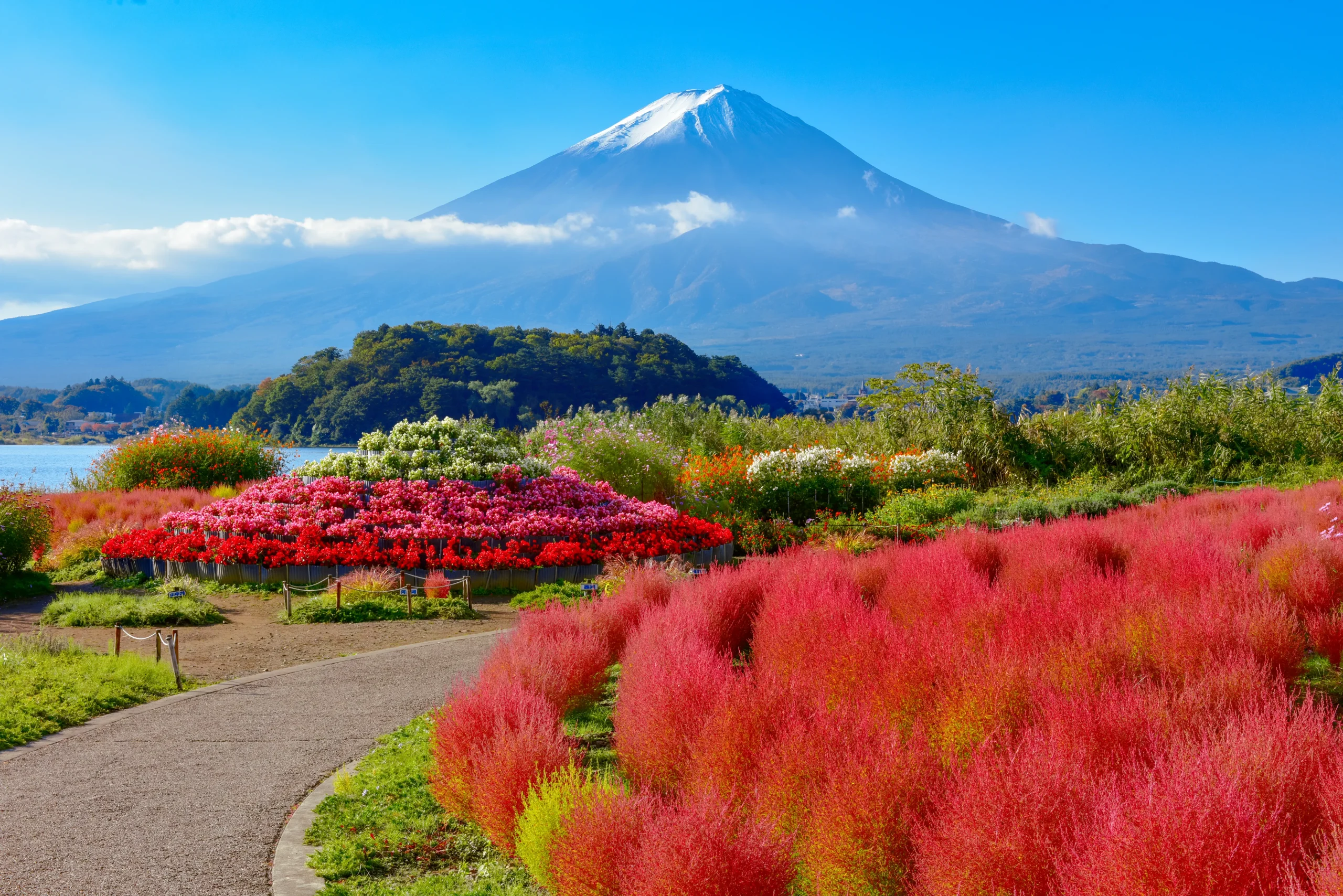 Colorful autumn flowers and Mount Fuji view at Oishi Park, Lake Kawaguchi, Japan