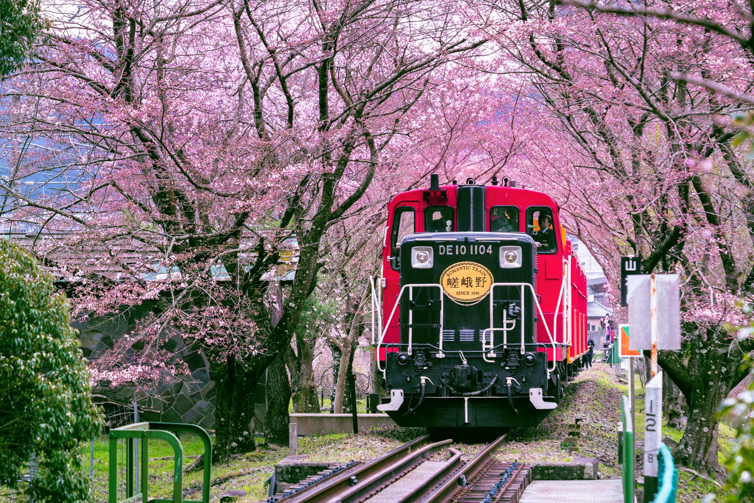 Sagano Romantic Train running through a tunnel of cherry blossoms in Kyoto spring