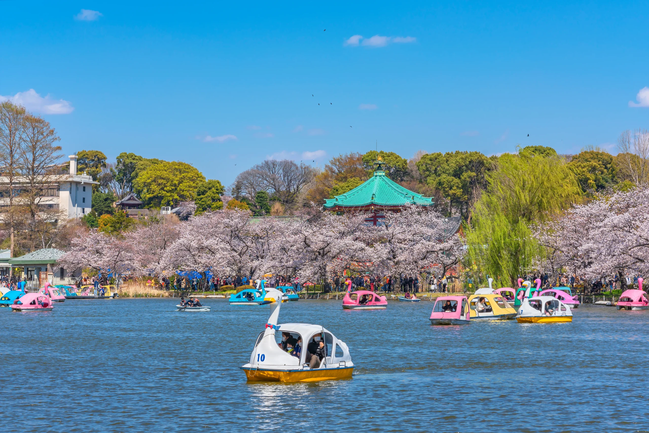 Boat rentals on Shinobazu Pond, Ueno Park, Tokyo, cherry blossoms and spring scenery