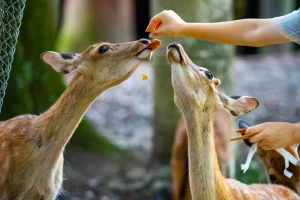 Feeding deer at Nara Park, Nara, Japan, close-up wildlife interaction in historic park
