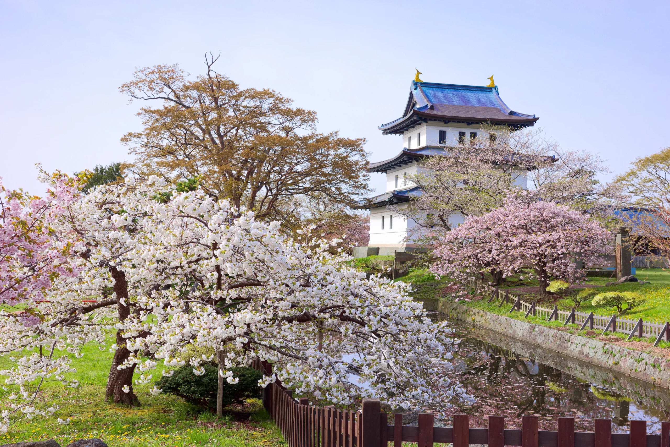 Cherry blossoms and moat in front of Matsumae Castle in Hokkaido