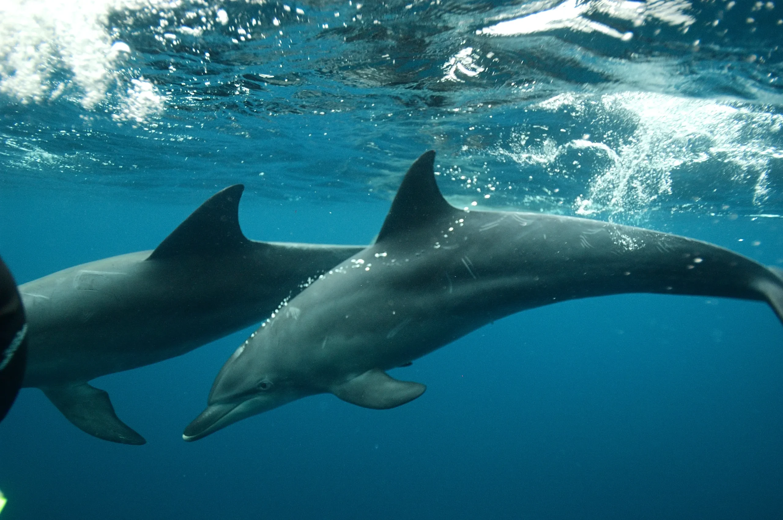 Wild Indo-Pacific bottlenose dolphins swimming in the clear waters of Mikurajima.