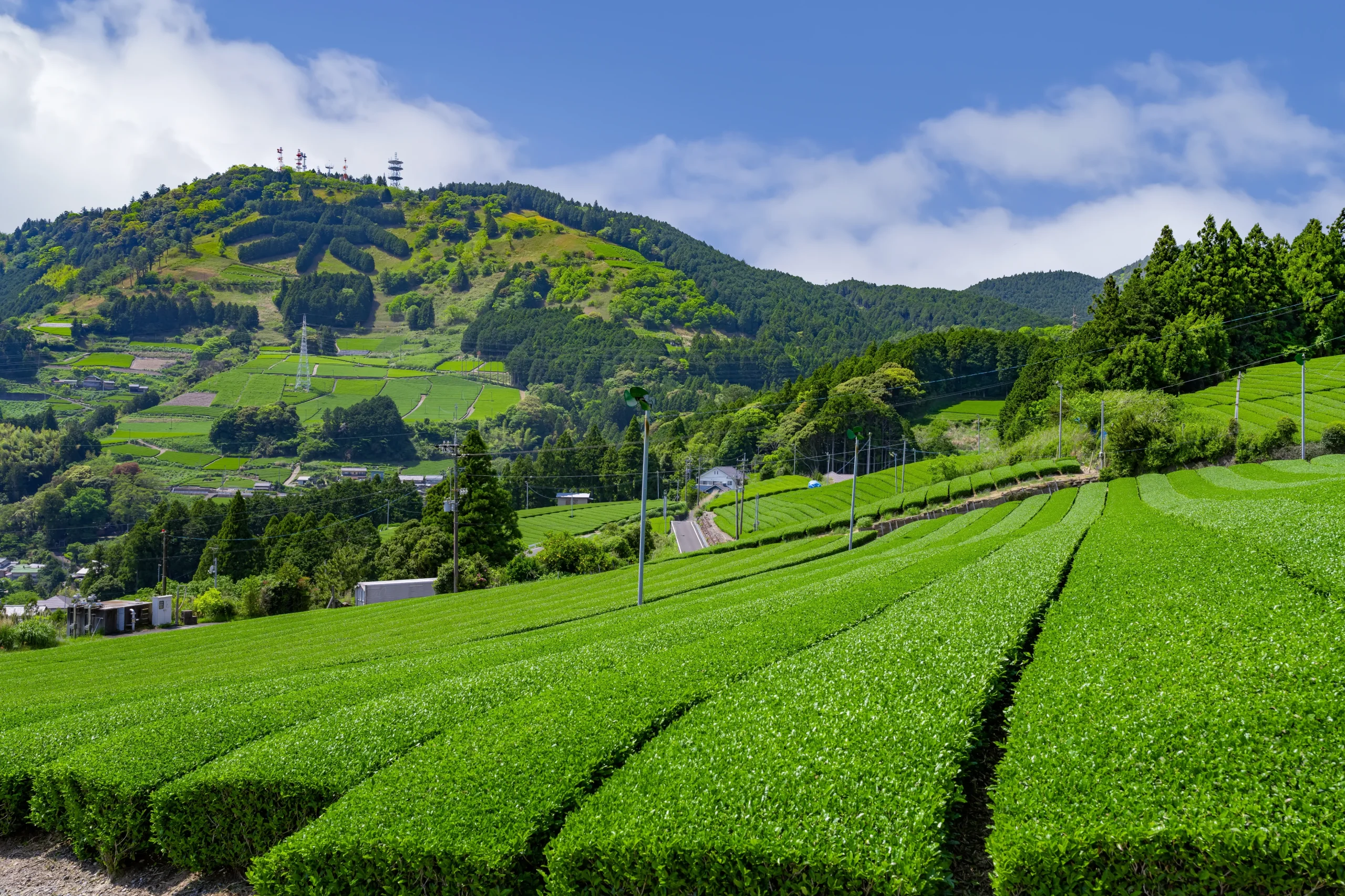Vibrant green tea plantations on the sloping hills of Kakegawa, Shizuoka.