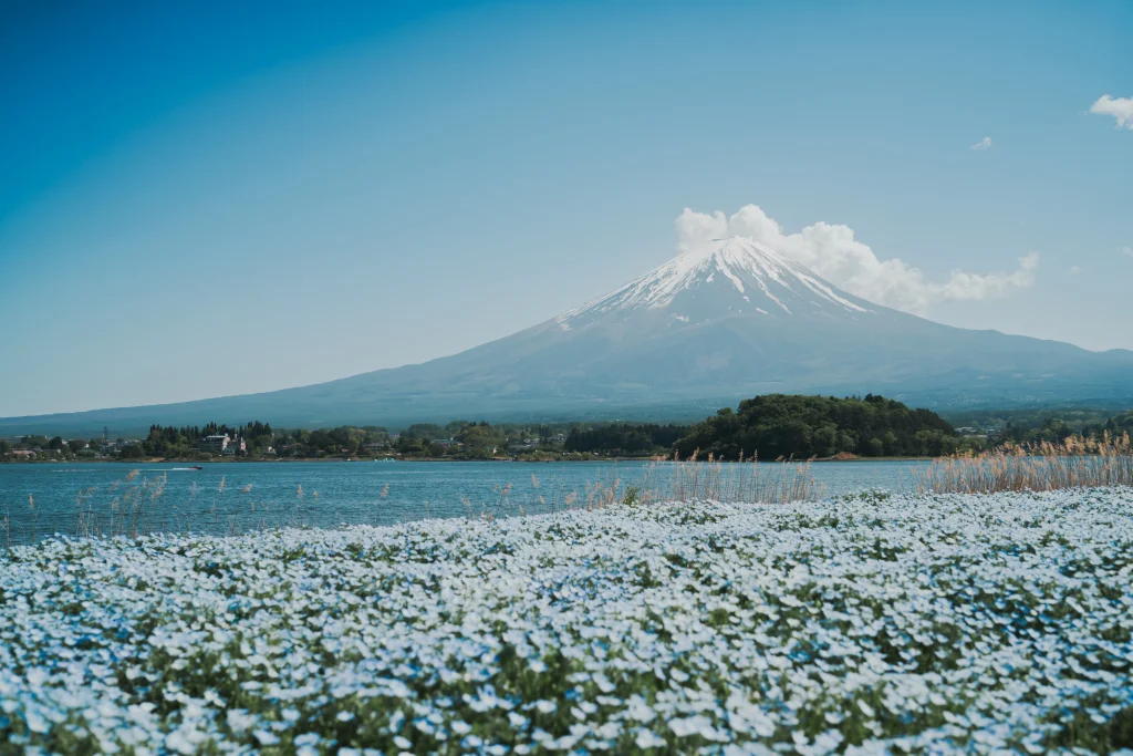 A field of blue Nemophila flowers in bloom at Lake Kawaguchiko with Mount Fuji.