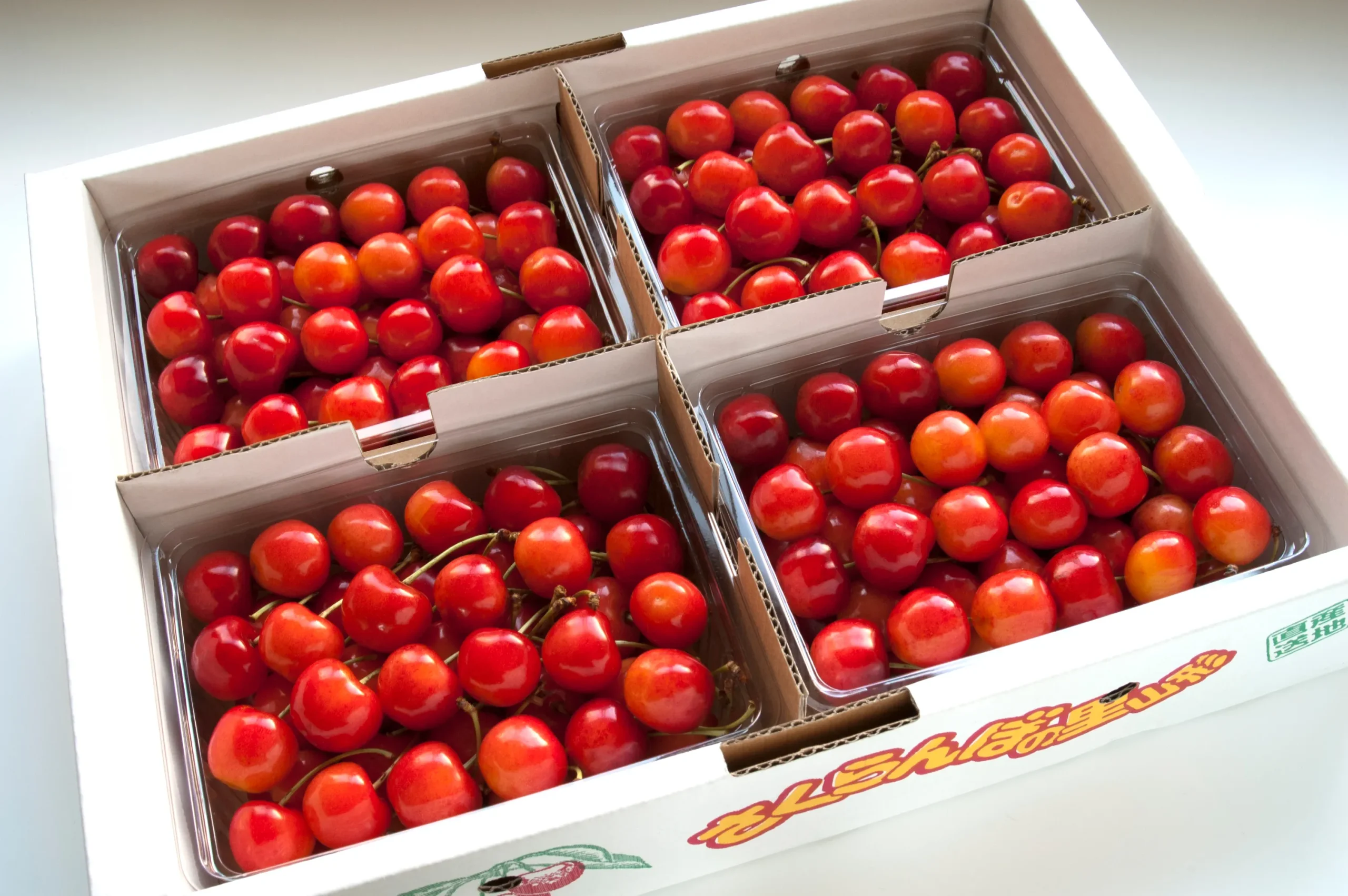 Freshly harvested premium red cherries in a gift box from Yamagata Prefecture.