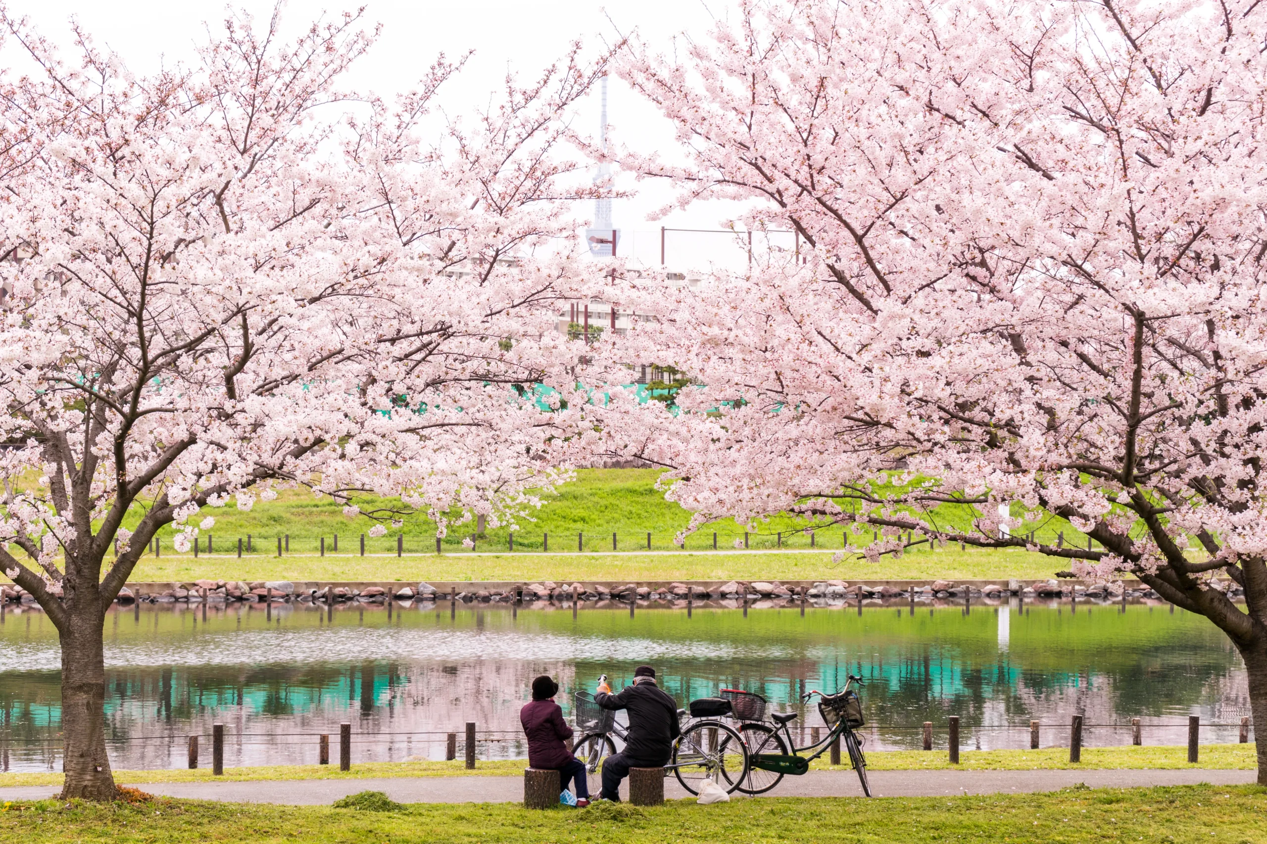 Cherry blossoms by a riverside park in Japan with couple resting and bicycles in spring