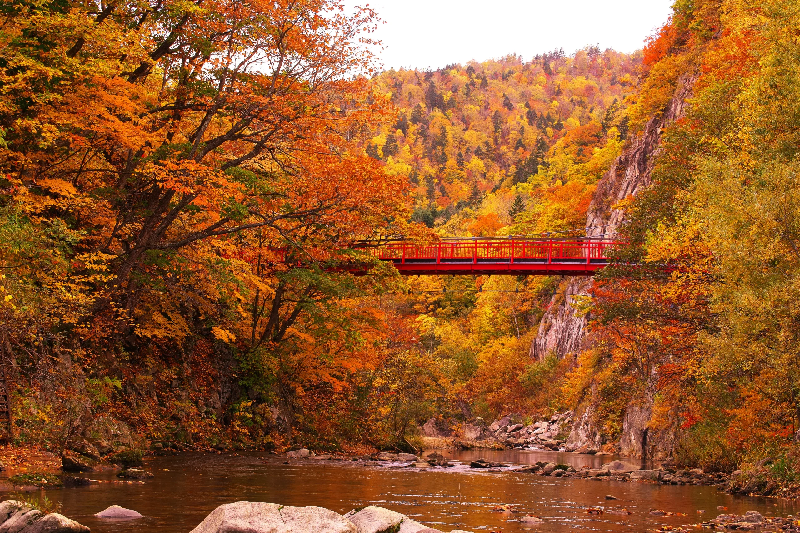Autumn foliage in Hokkaido with red bridge over river and vibrant fall colors