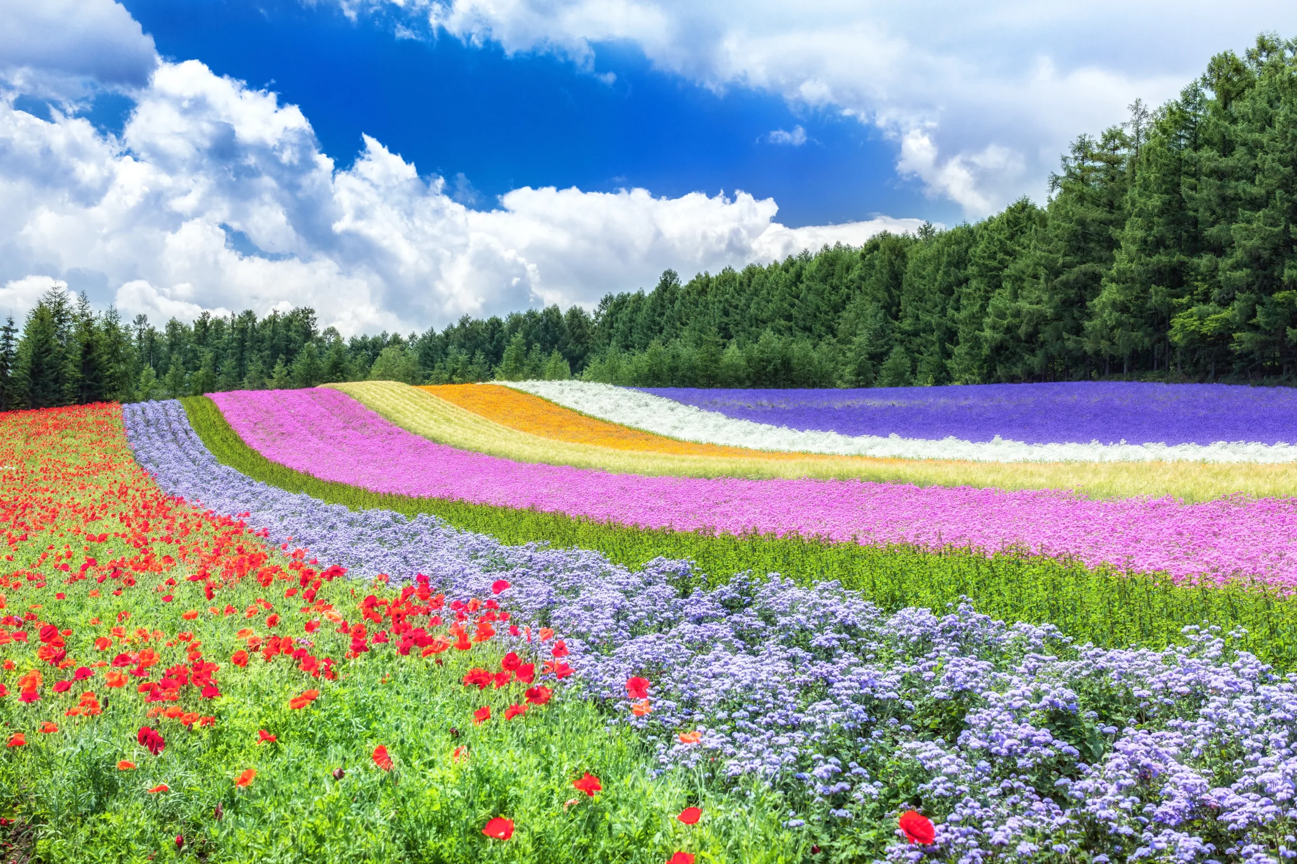 Colorful flower fields at Farm Tomita in Furano, Hokkaido, with vibrant lavender and seasonal blooms stretching across rolling hills