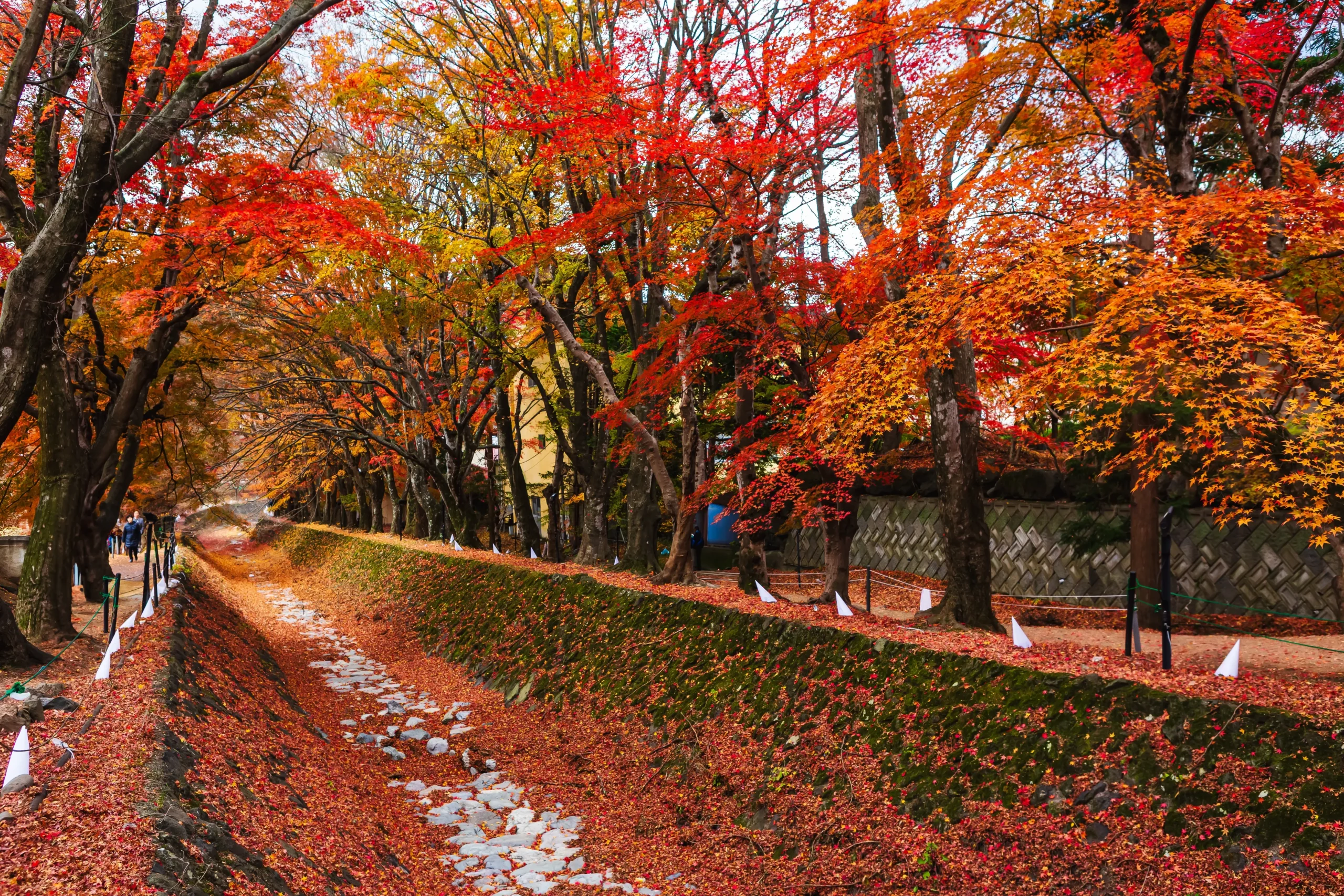 Momiji Corridor near Lake Kawaguchi lined with vivid red and orange maple trees during autumn
