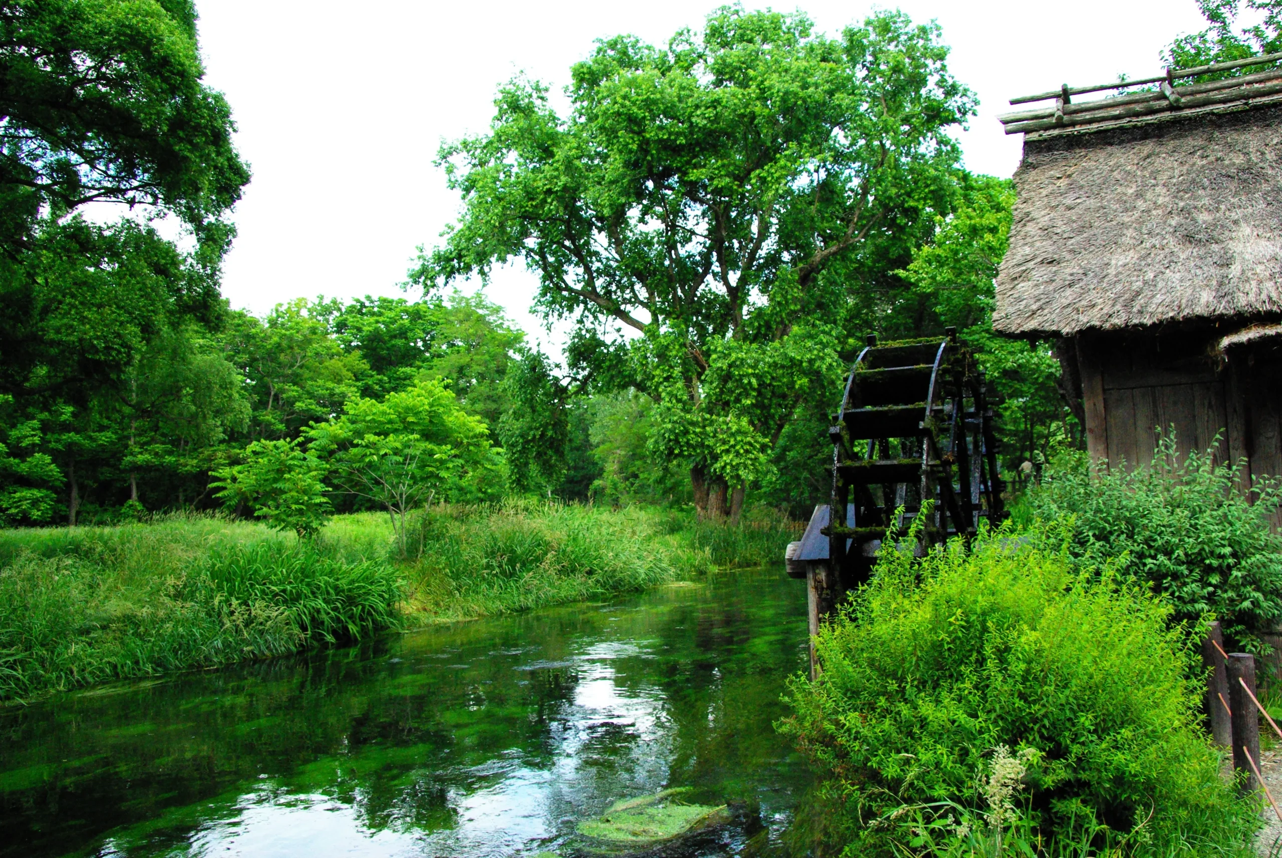 Wooden water wheel and thatched hut by a clear stream at Daio Wasabi Farm in Azumino, Nagano