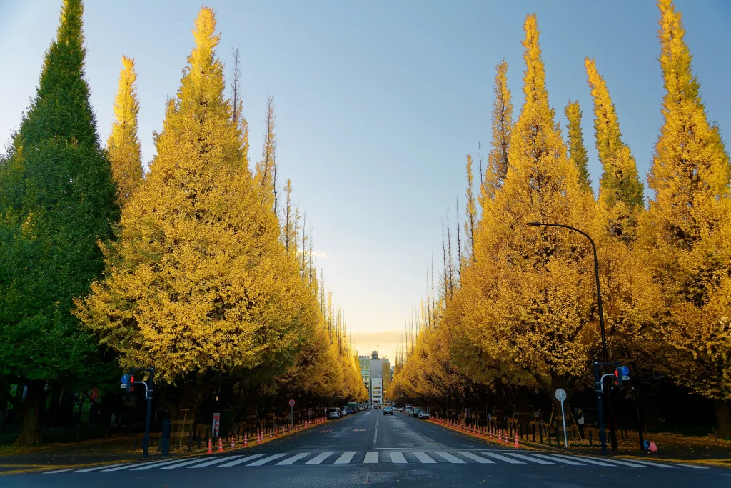 Golden ginkgo tree avenue at Meiji Jingu Gaien in Tokyo during autumn