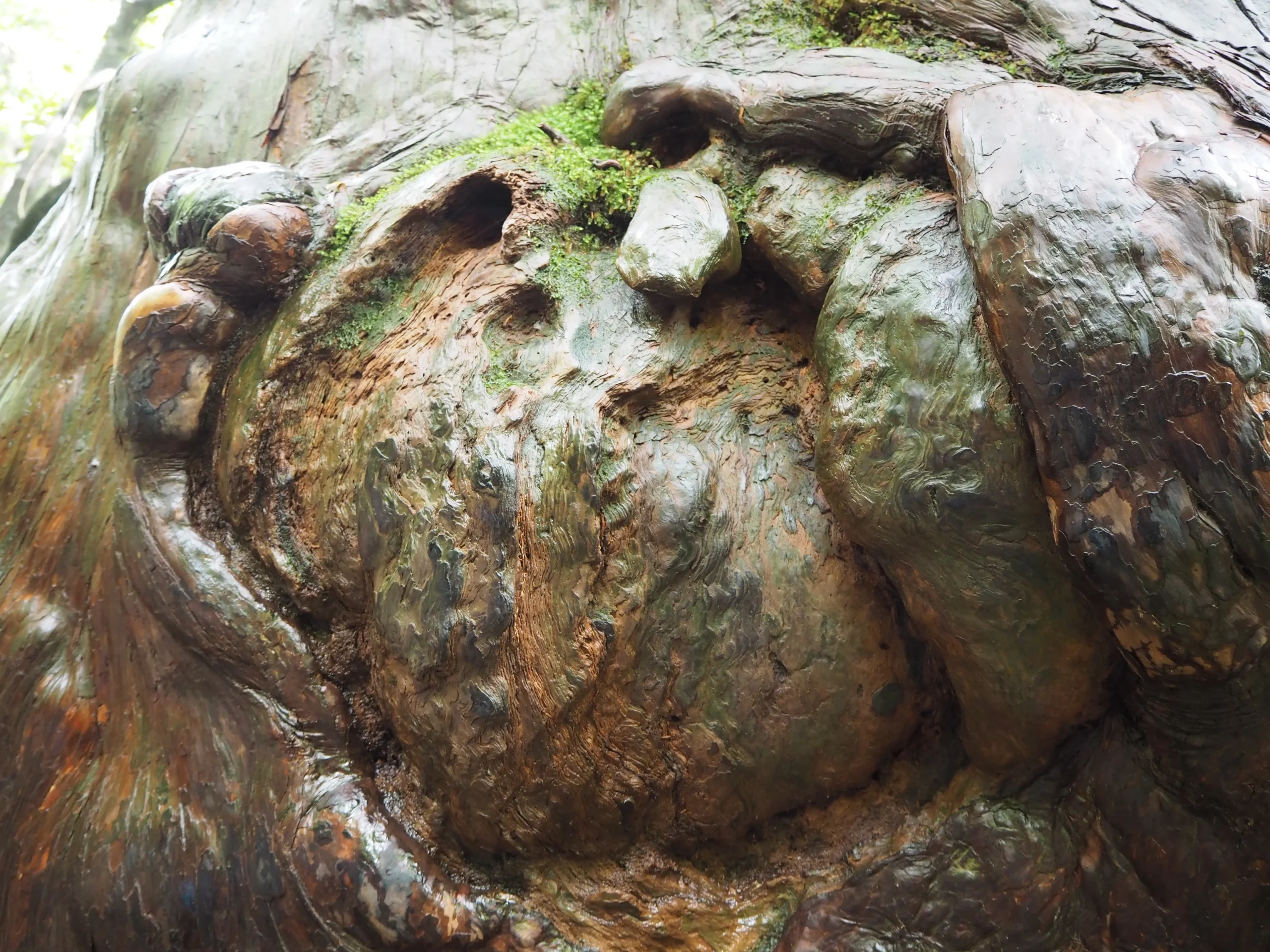 Close-up of the gnarled, moss-covered trunk of an ancient cedar in Yakushima