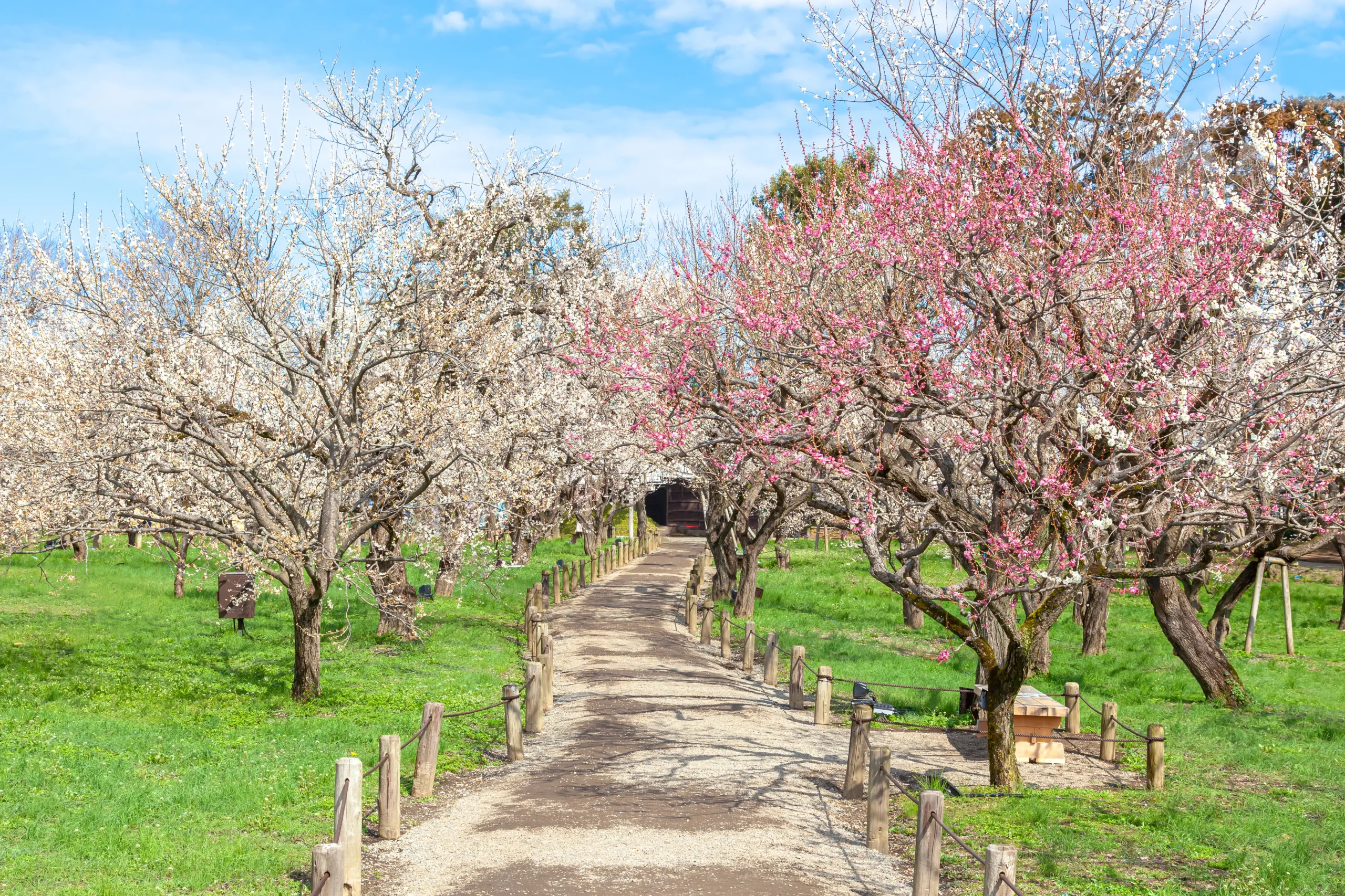 White and pink Japanese plum blossoms in full bloom along a garden path in early spring, Japan.