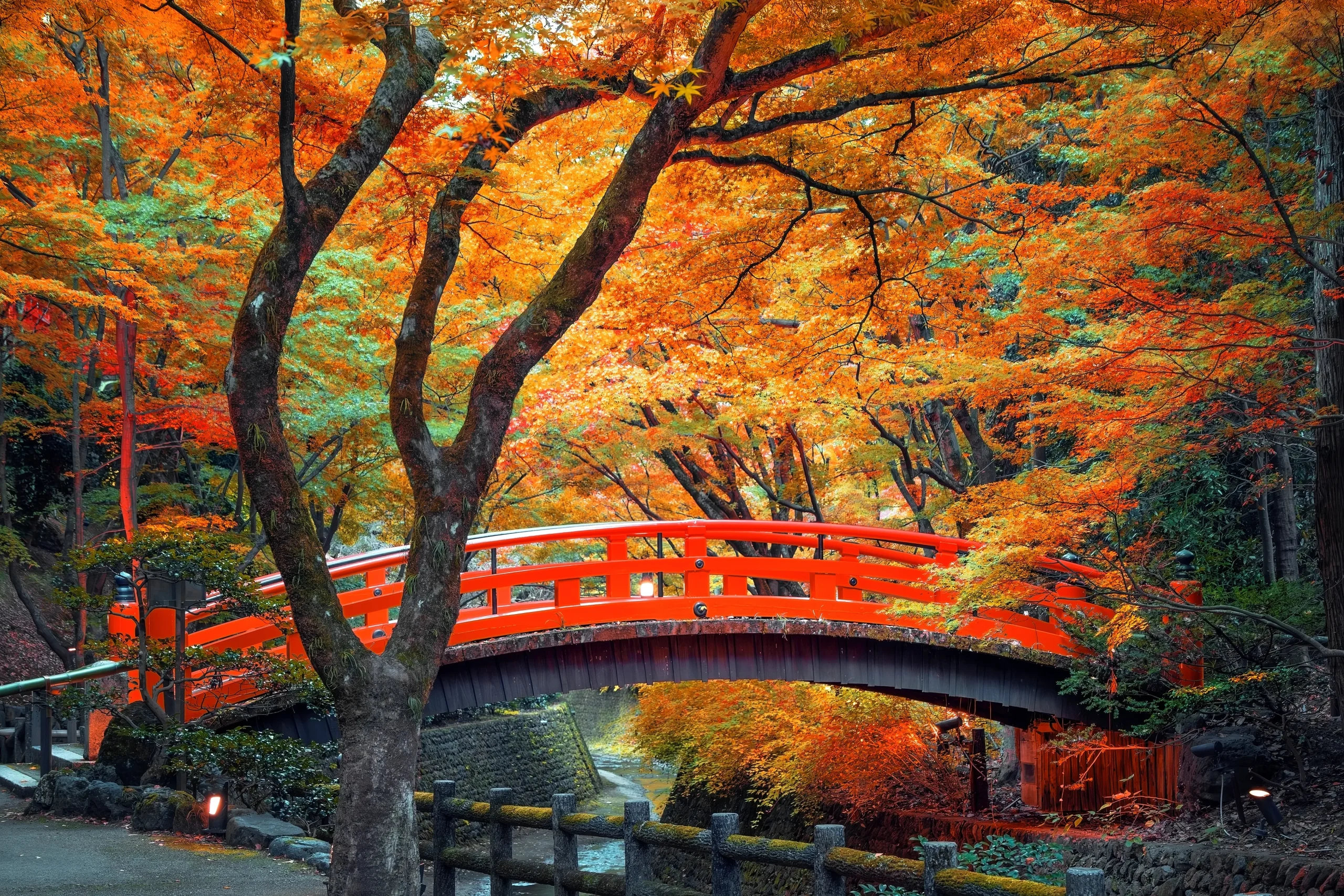 Autumn maples reflected on a polished table in a temple room at Rurikoin, Kyoto, seen through open windows.