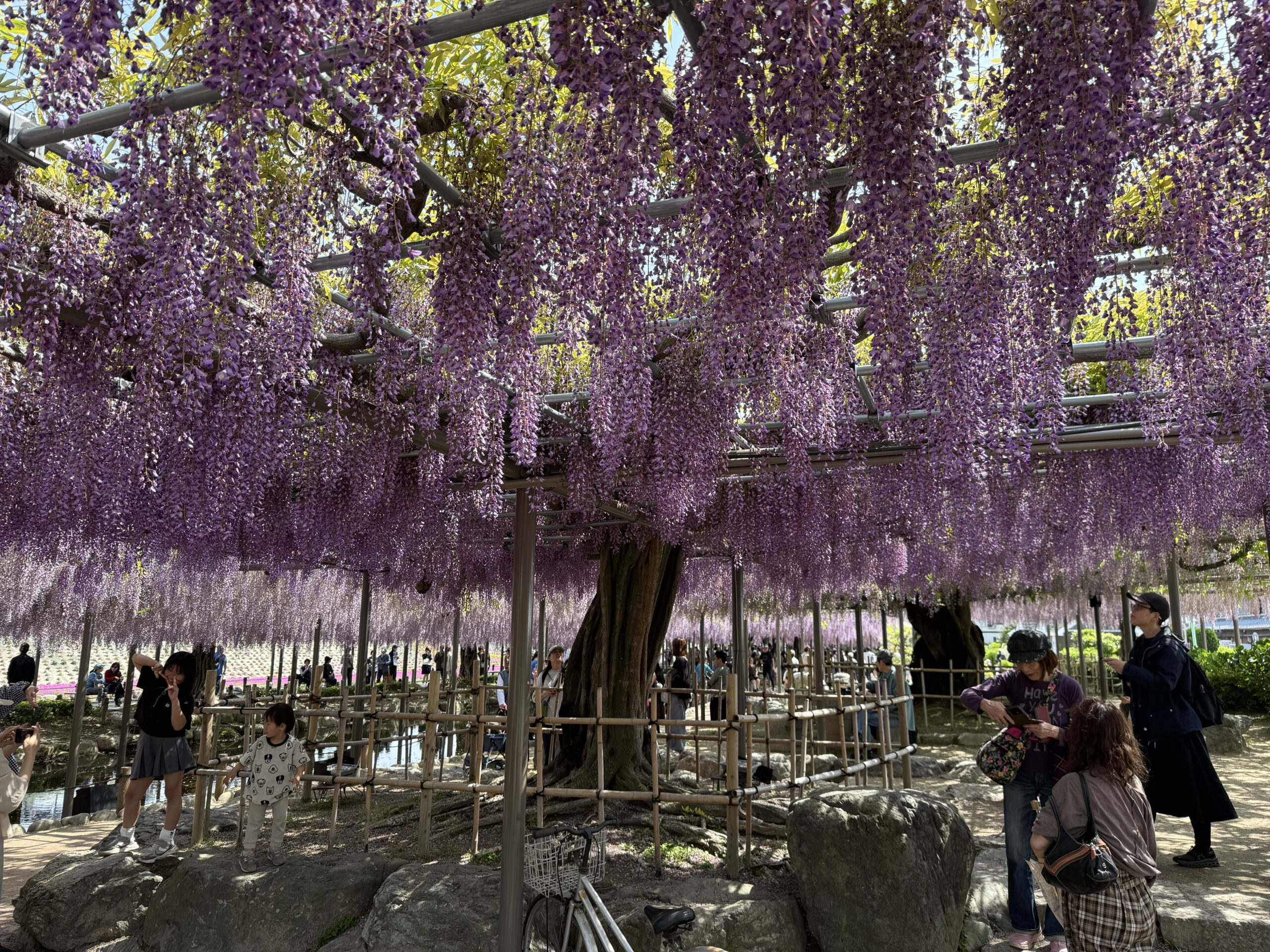 Visitors under purple wisteria trellises at the Owari Tsushima Wisteria Festival in Aichi
