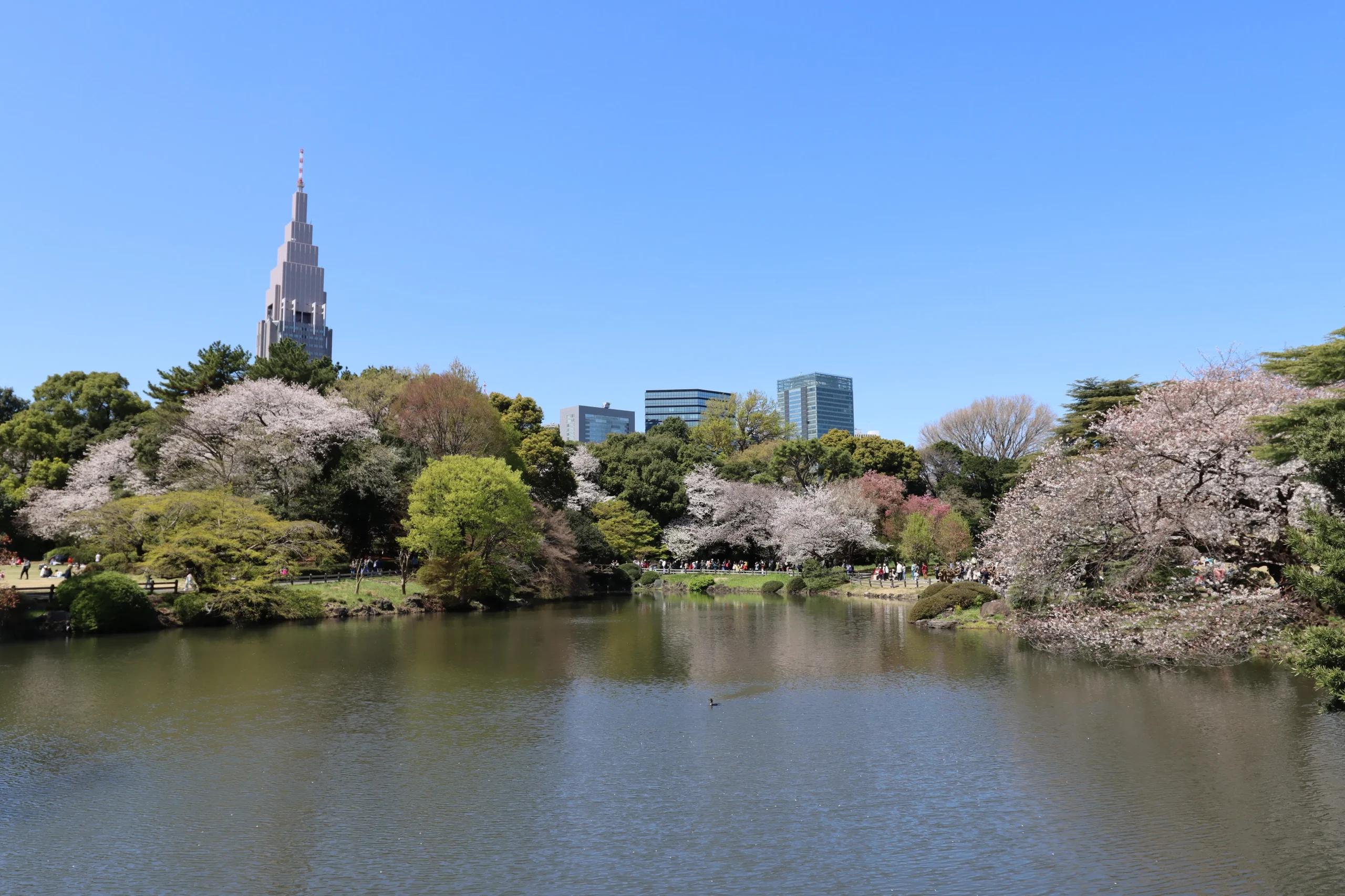 Cherry blossoms around the pond at Shinjuku Gyoen with the NTT Docomo tower in Tokyo