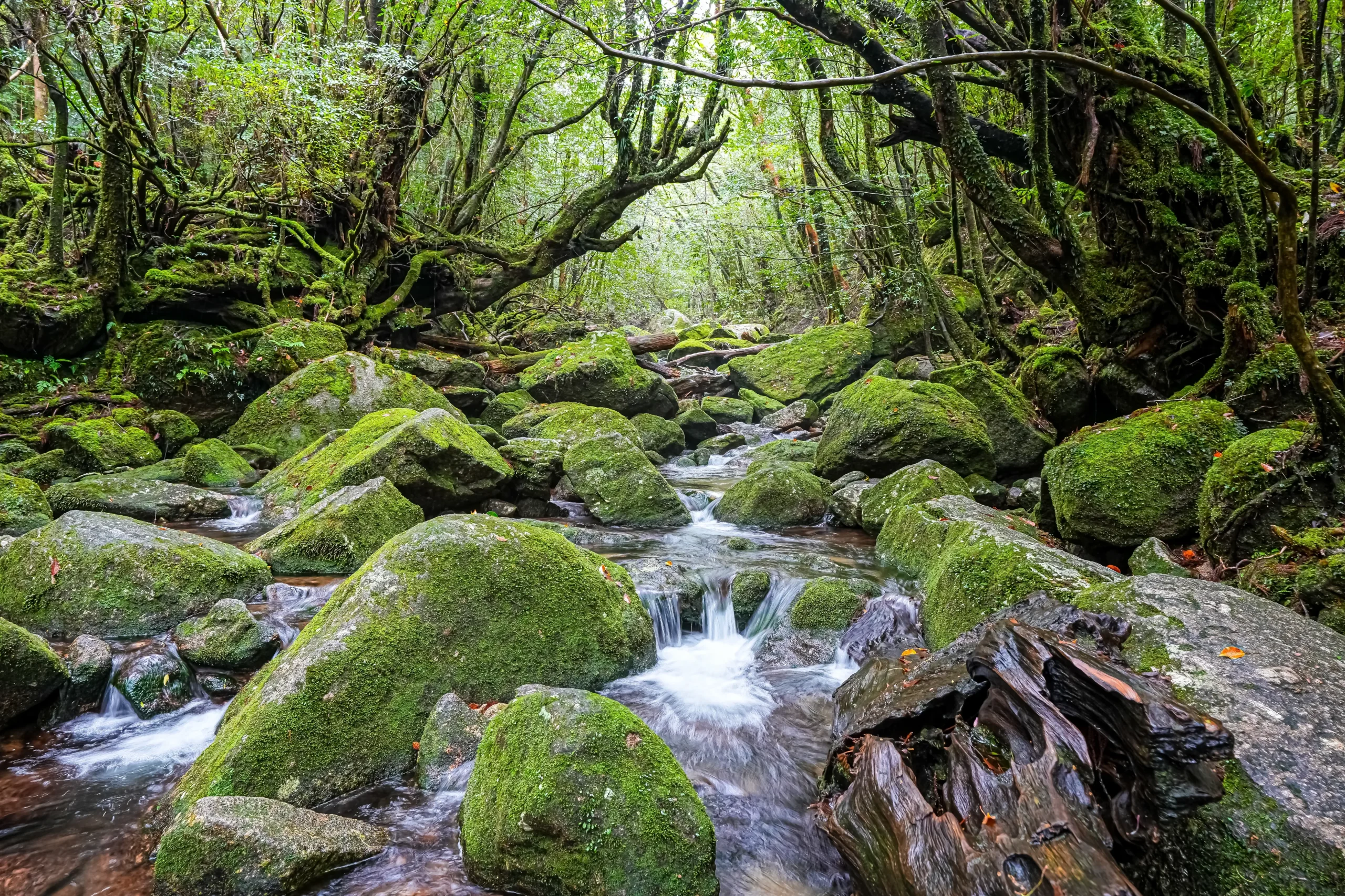 Moss-covered rocks and trees in the lush forest of Shiratani Unsuikyo, Yakushima