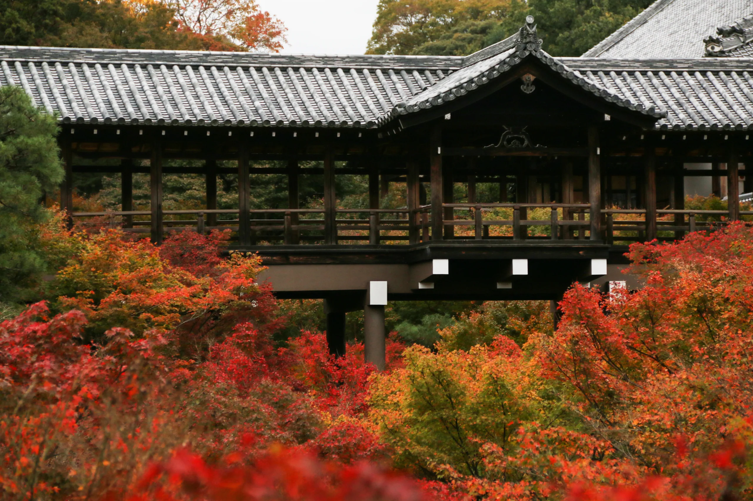 Tsutenkyo covered wooden bridge above a valley of red and orange maples at Tofukuji Temple, Kyoto.