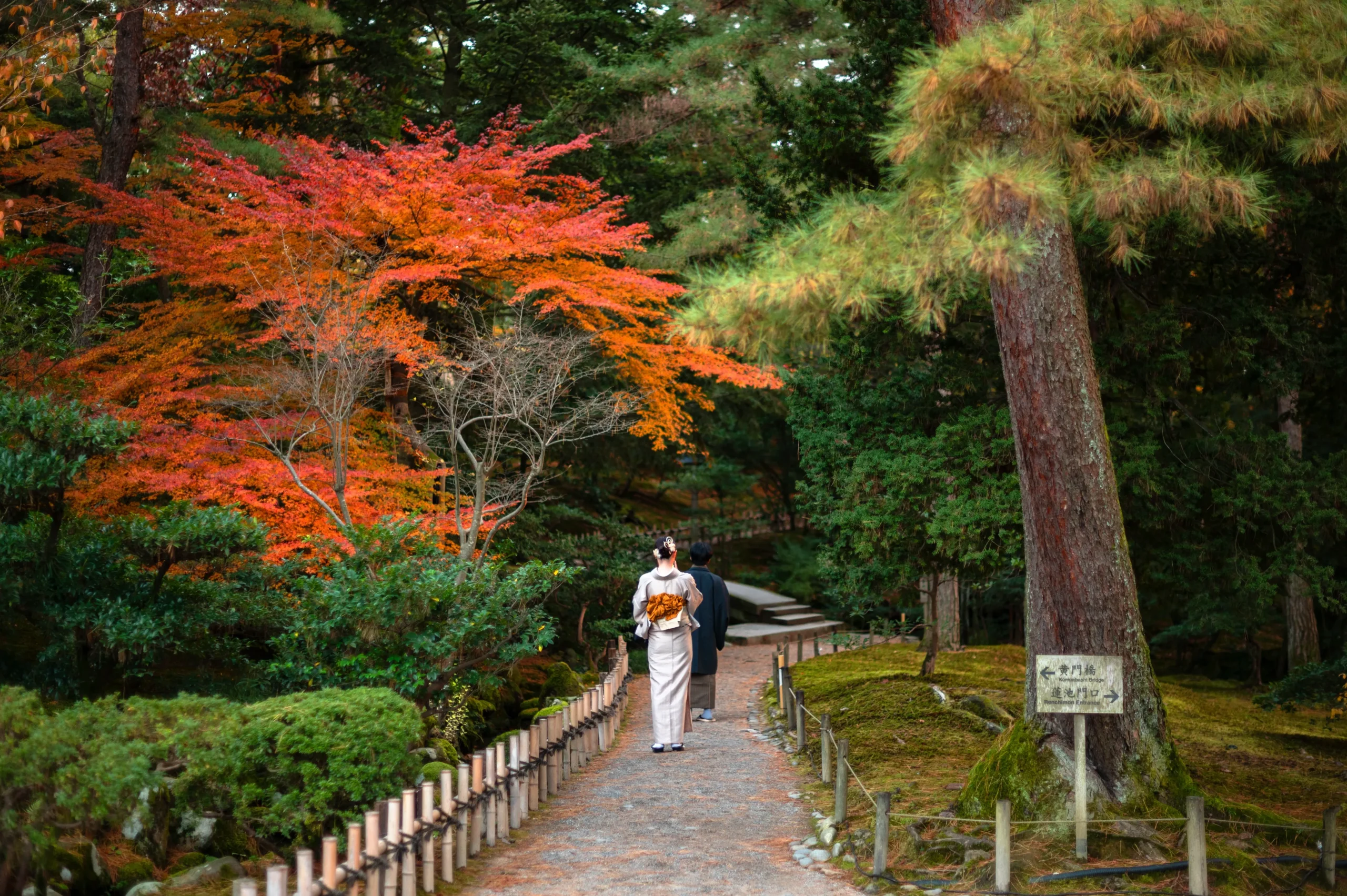 A couple in kimono walks a gravel path past red autumn maples at Kenrokuen Garden in Kanazawa, Japan.