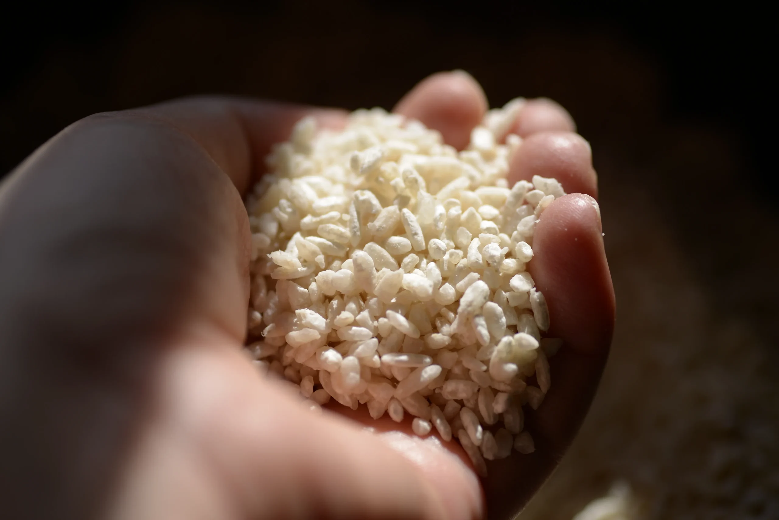 Hand holding rice koji, a fermented grain used in Japanese cooking
