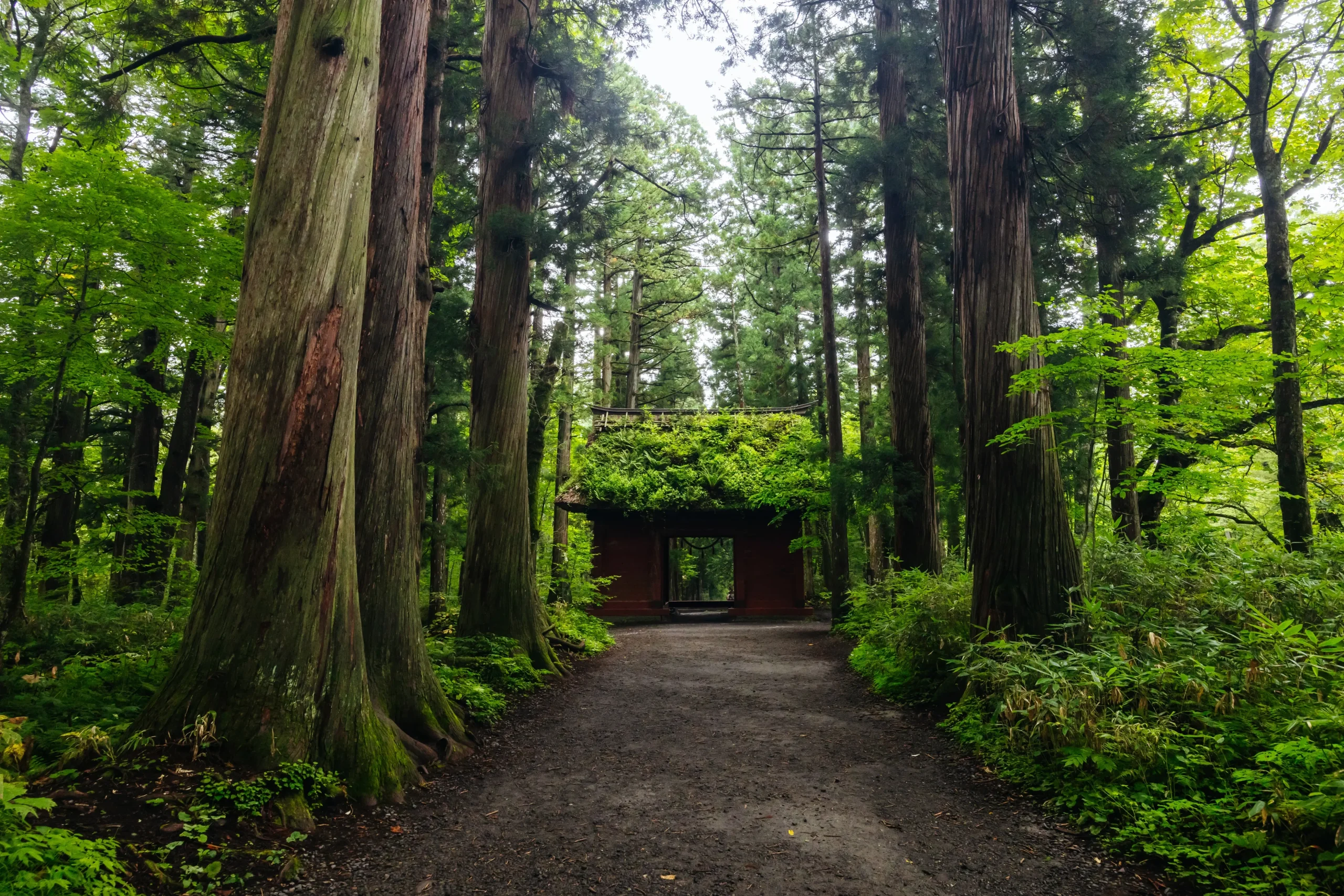 Moss-covered Zuishinmon Gate among giant cedar trees at Togakushi Shrine, Nagano