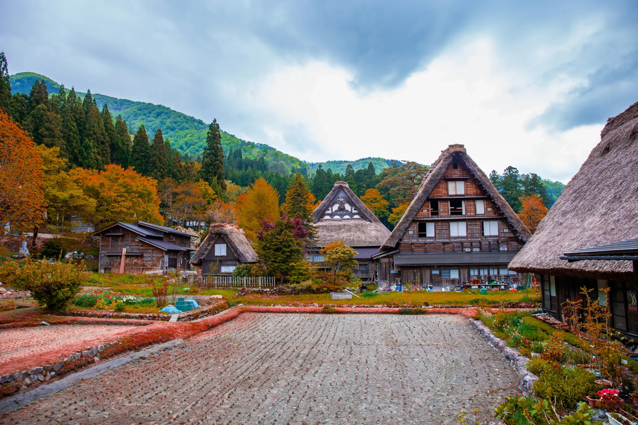 Thatched gassho-zukuri farmhouses with autumn foliage in a village in Gifu
