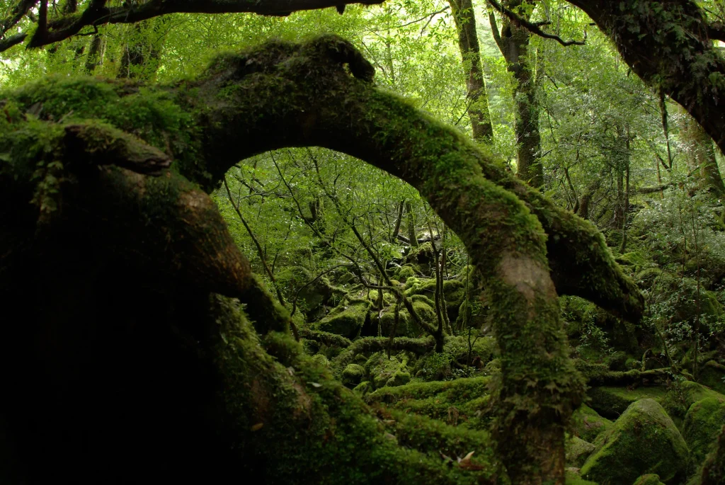 Moss-covered rocks and trees in the lush forest