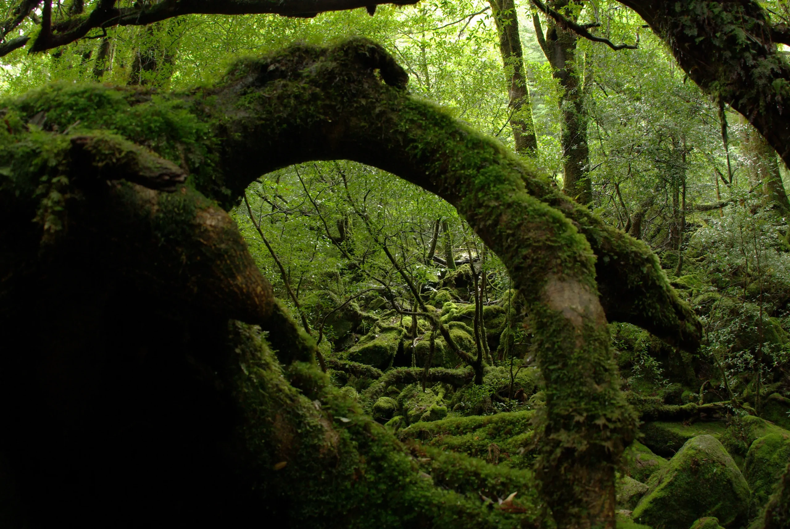 Moss-covered rocks and trees in the lush forest