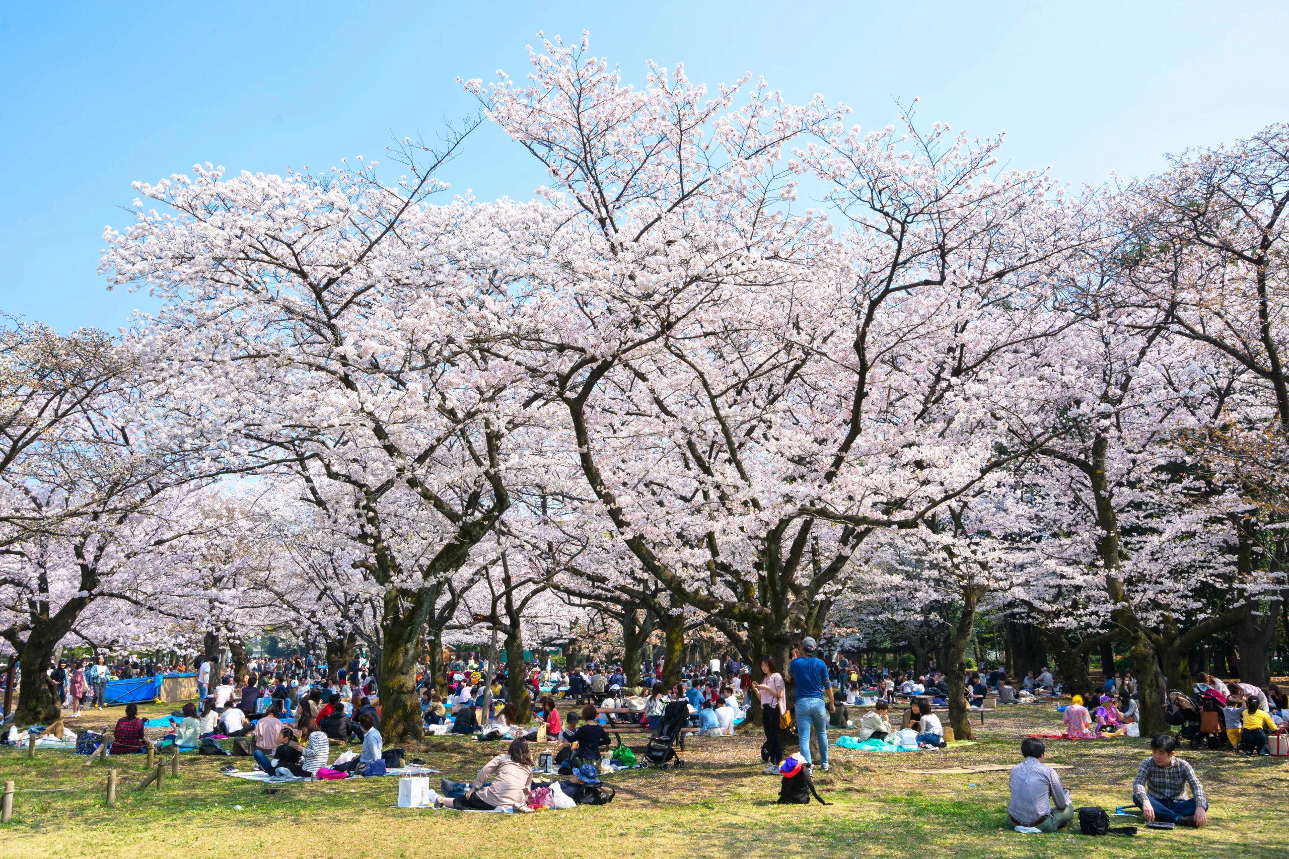 Crowds enjoying hanami picnics under blooming cherry trees at Yoyogi Park in Tokyo