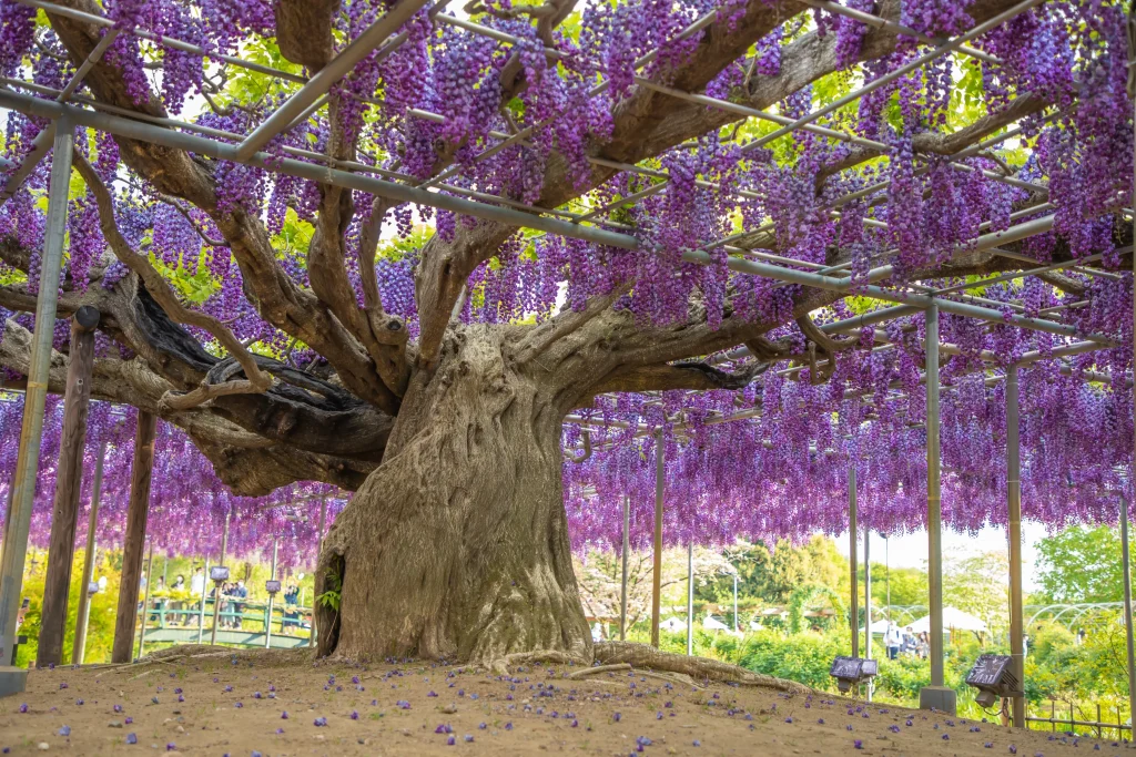 Ancient wisteria tree covered with cascading purple blossoms at Ashikaga Flower Park in Japan
