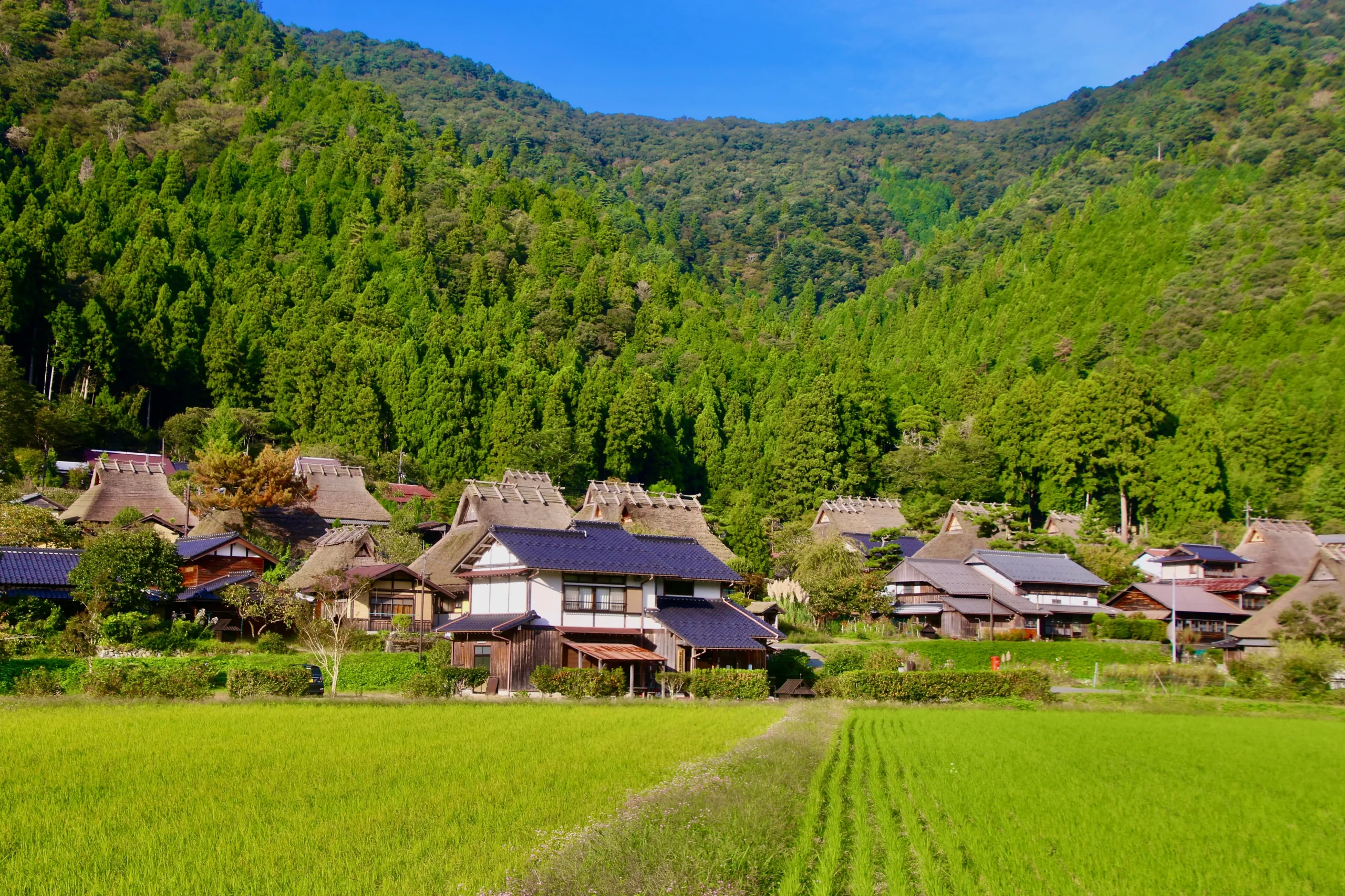 Rural Kyoto landscape with rice fields, traditional thatched-roof houses, and forested mountains.