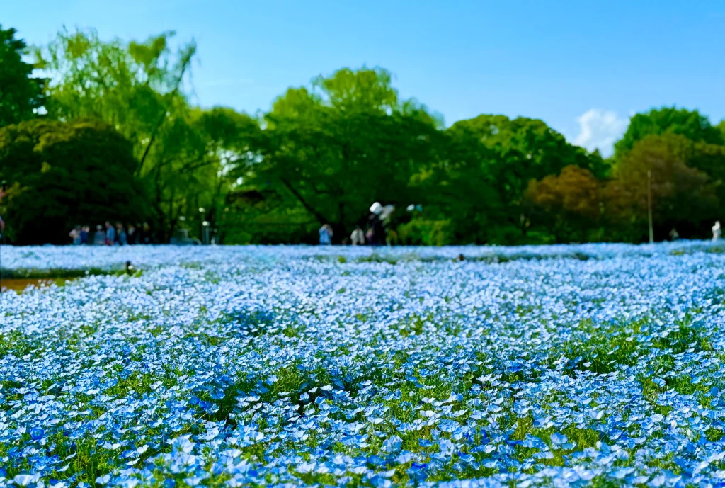 Field of blue nemophila flowers under a bright blue sky at Showa Kinen Park in Tokyo