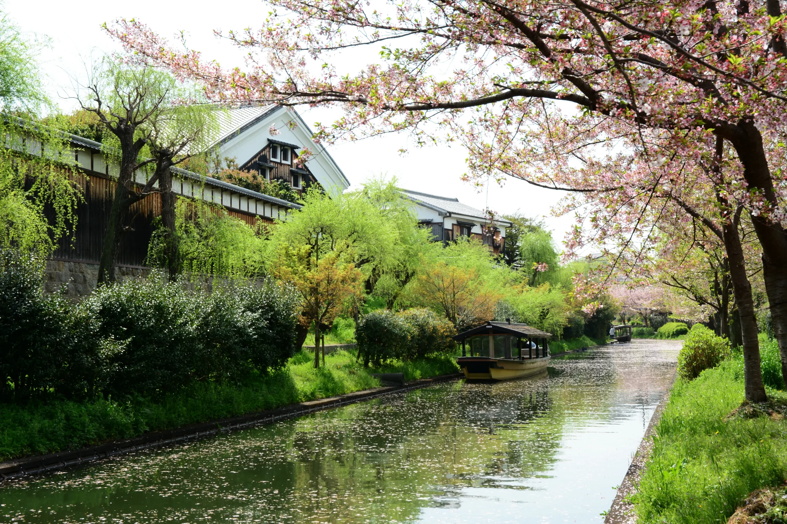 Cherry blossoms along a canal lined with traditional Japanese buildings and lush greenery in spring.