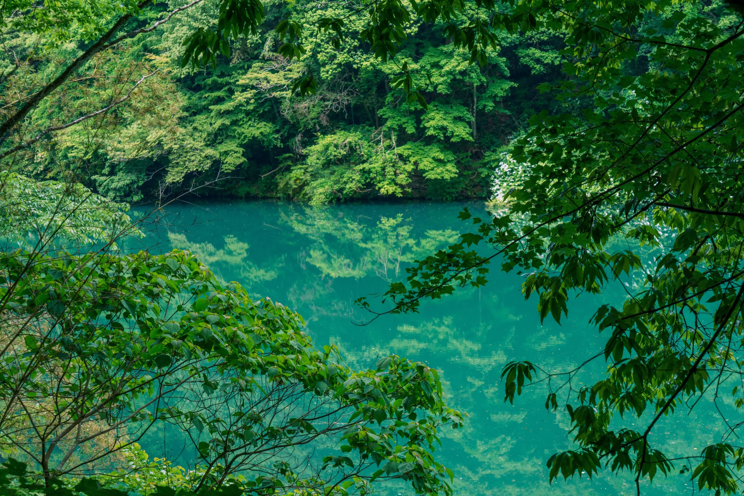 Turquoise water of Lake Okutama framed by dense green forest