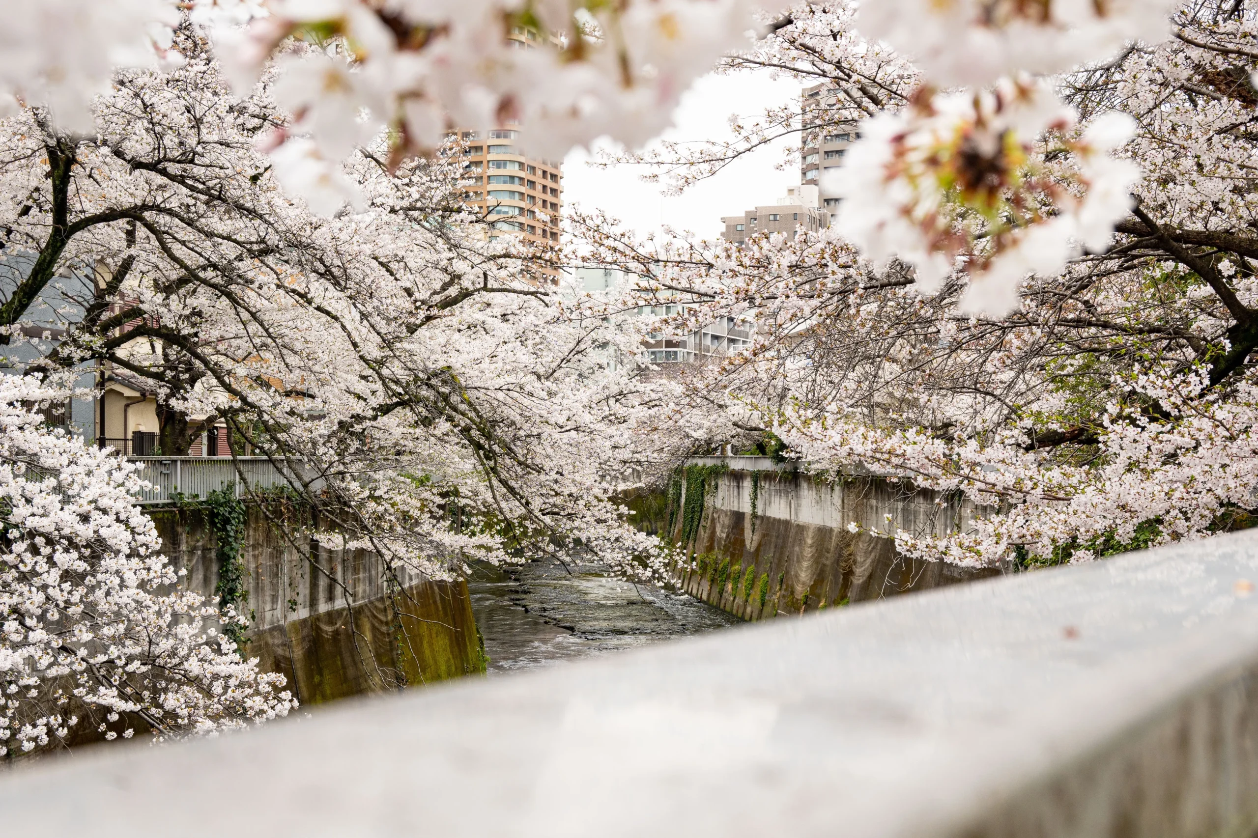 Cherry blossoms along the Kanda River near Edogawa Park in Tokyo