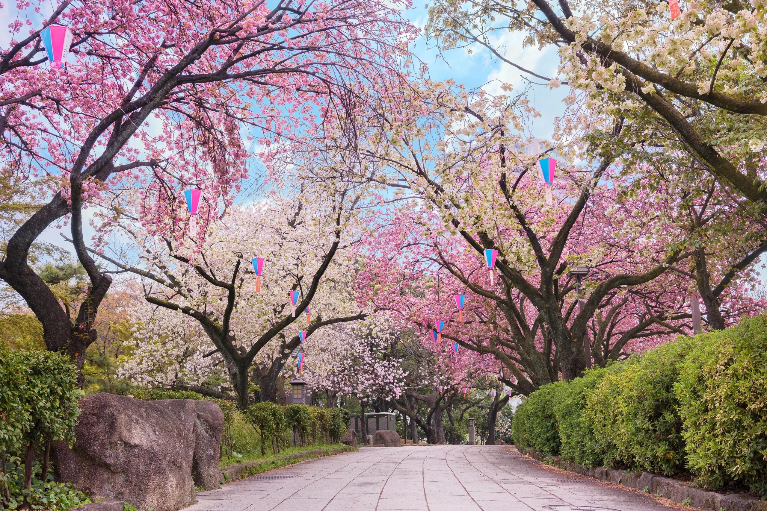 Cherry blossoms with lanterns at Asukayama Park in Oji, Tokyo