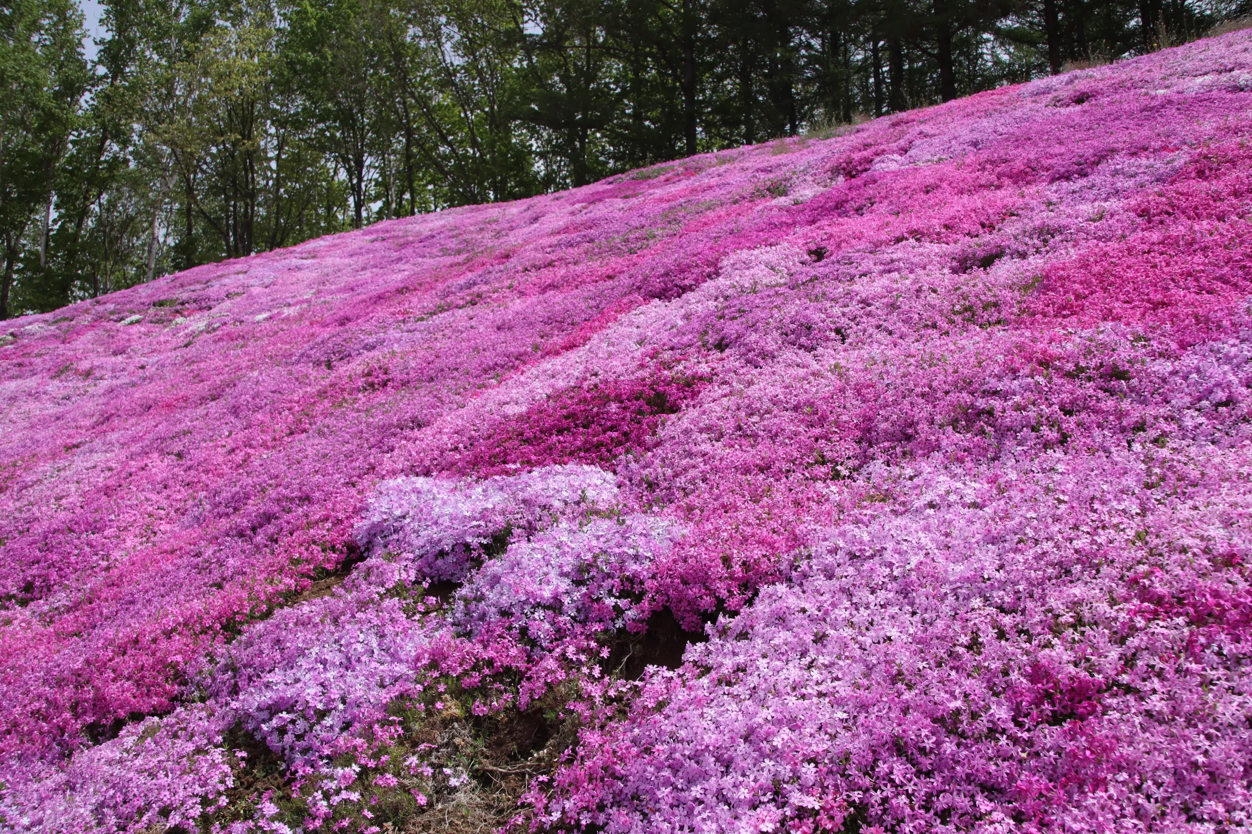 Pink moss phlox covering Higashimokoto Shibazakura Park in Hokkaido