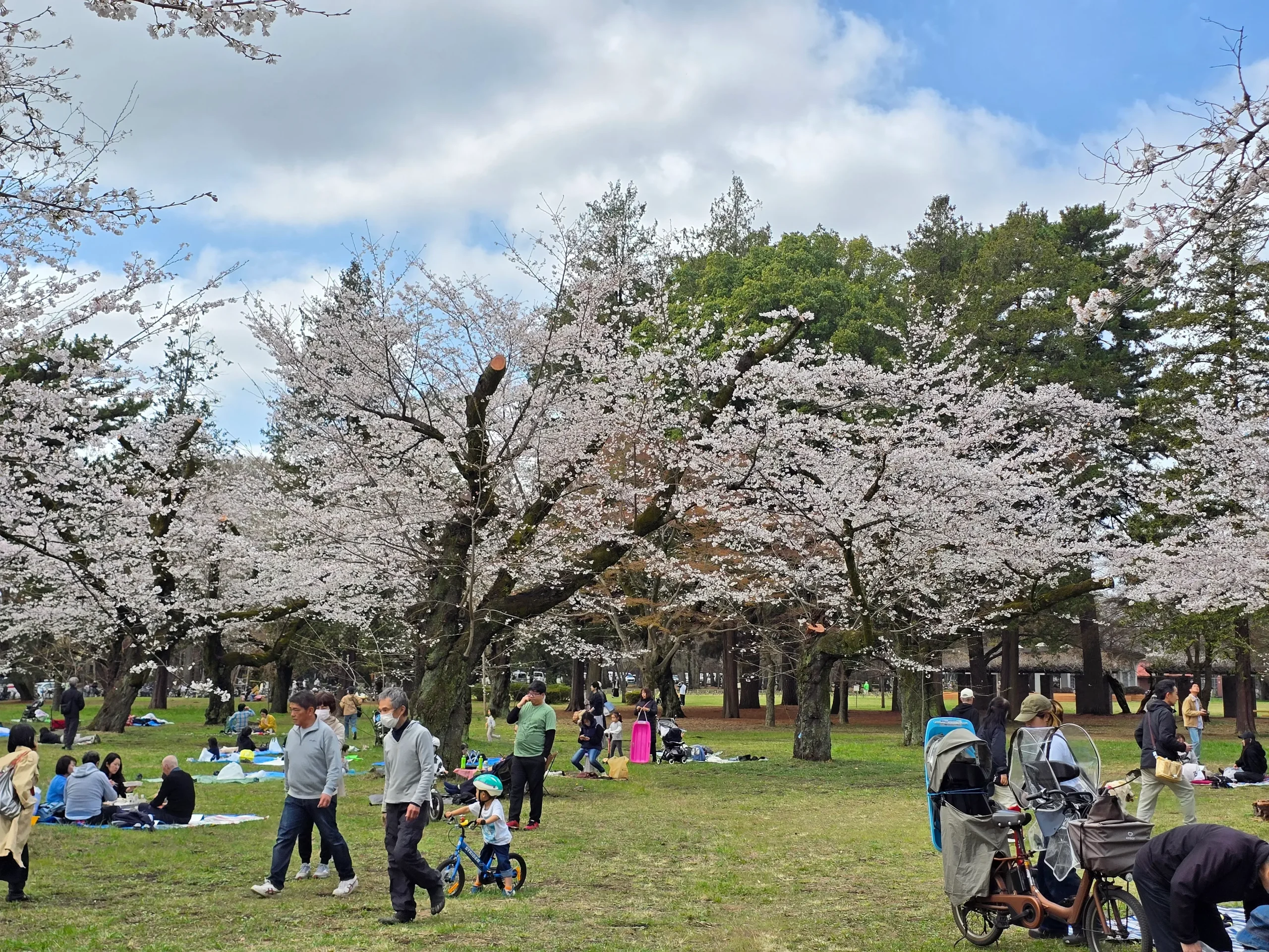 Cherry blossoms around a grass field with people picnicking in Koganei Park in Tokyo