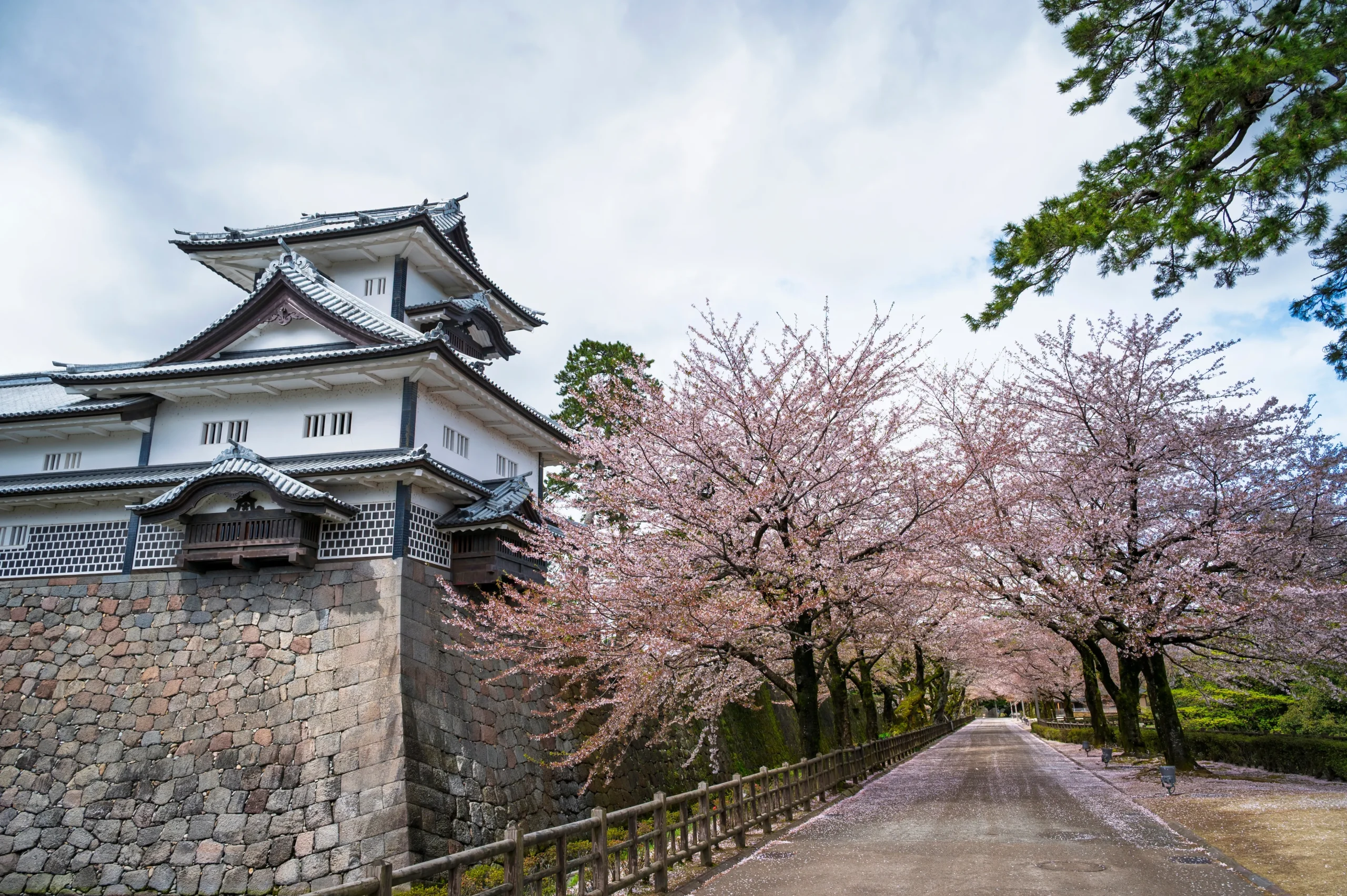 Cherry blossoms beside Kanazawa Castle in spring