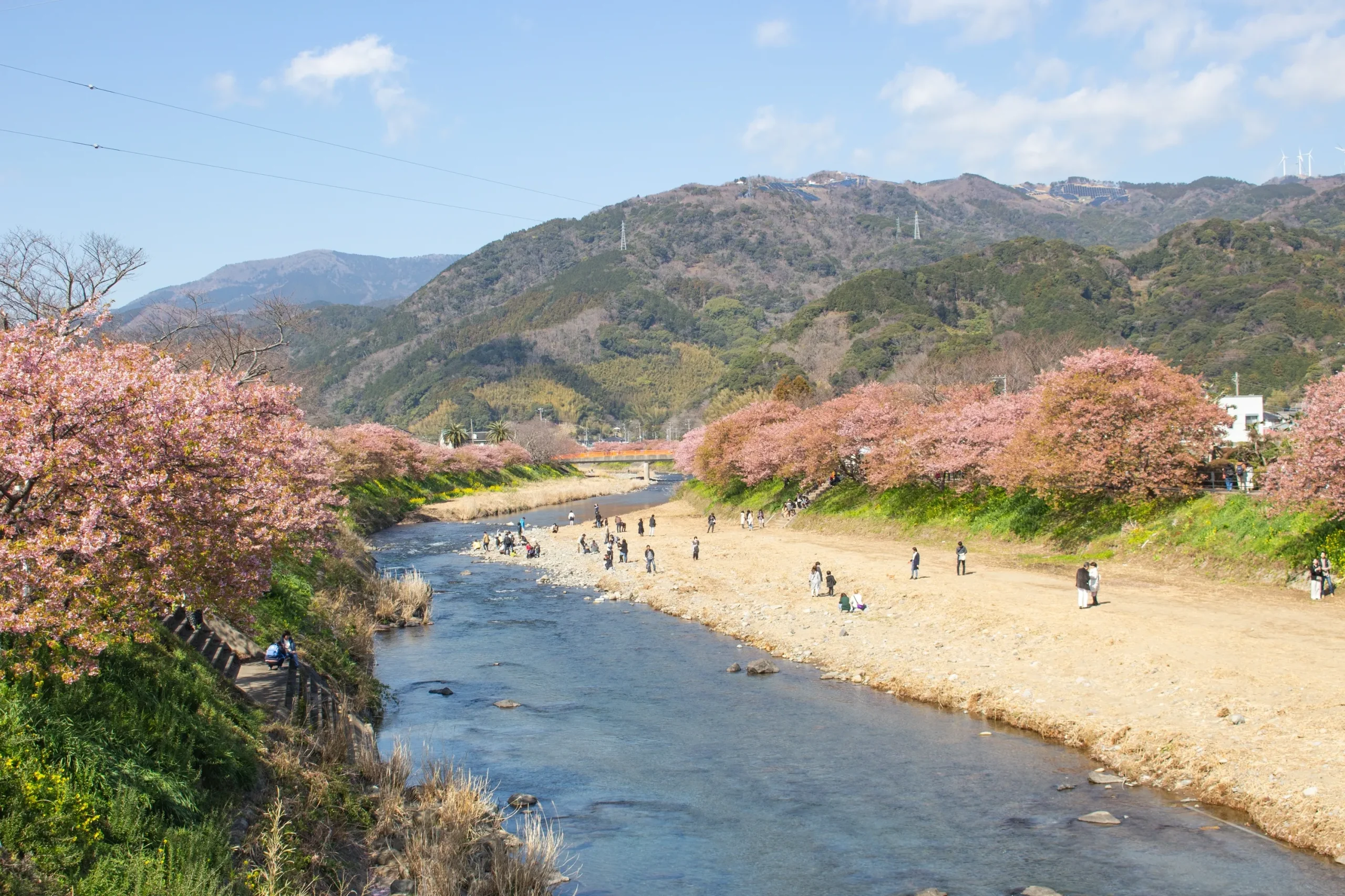 Early-blooming Kawazu cherry blossoms along the river in Shizuoka