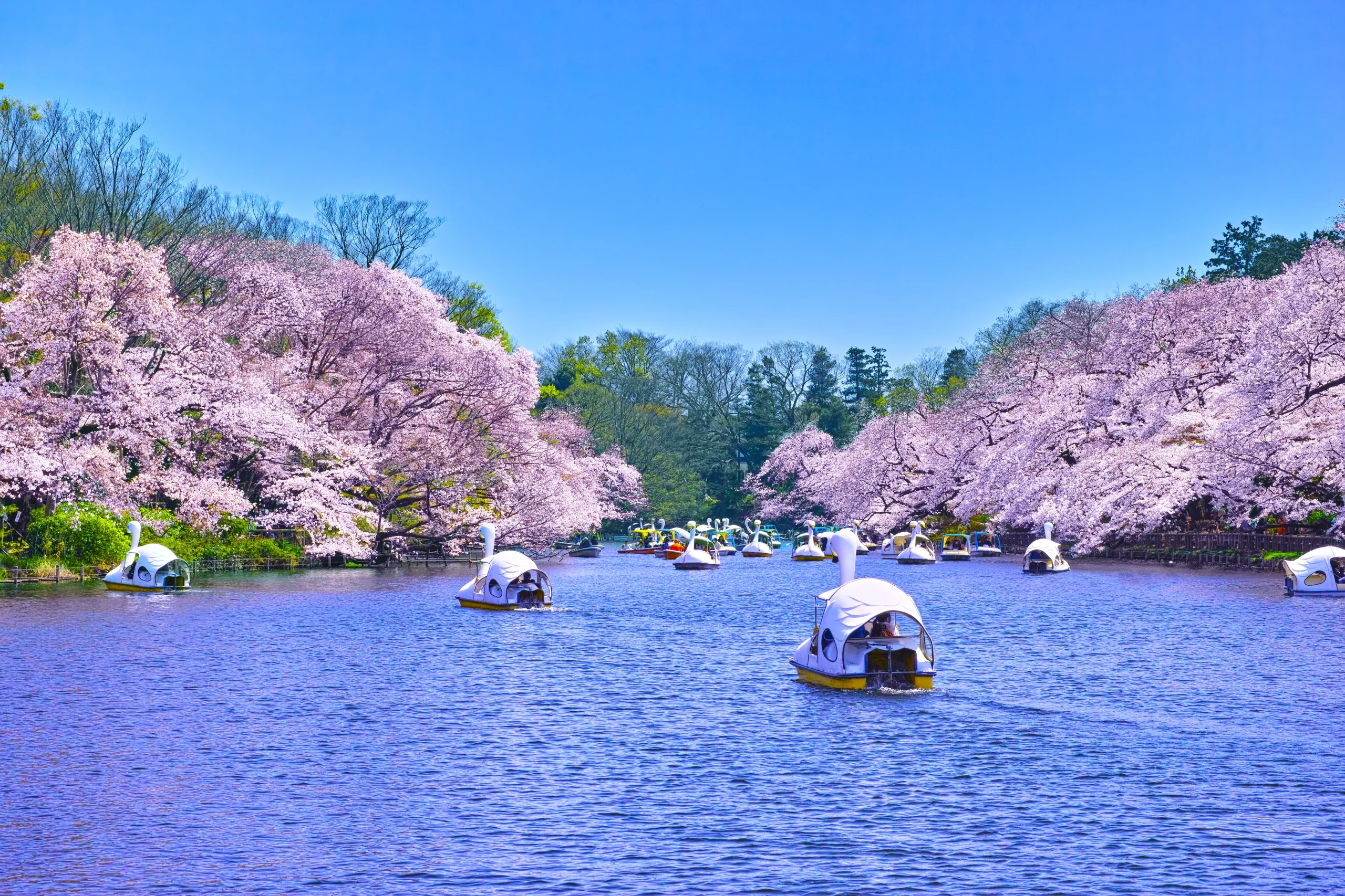 Cherry blossoms and boats on a pond in Inokashira Park in Tokyo