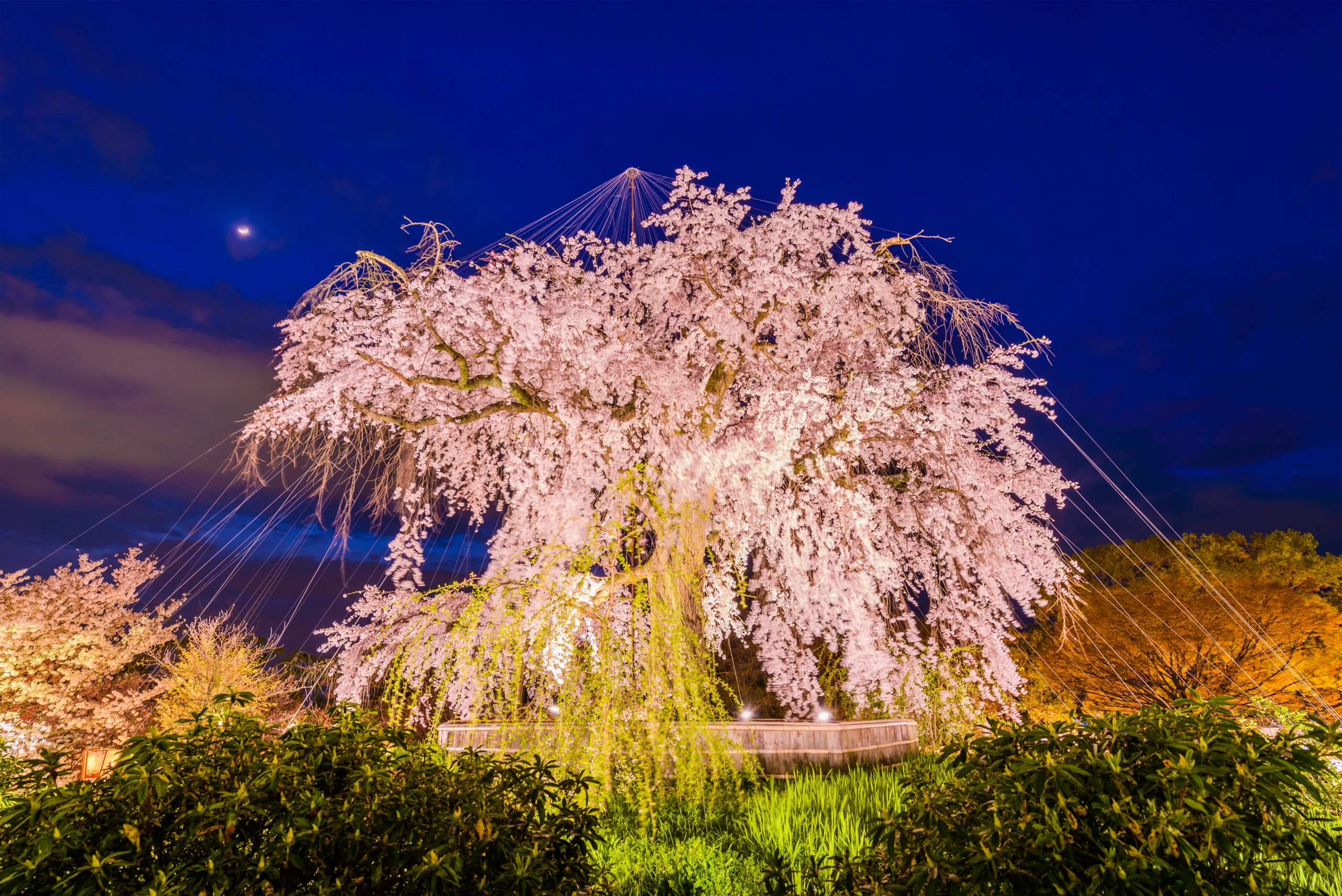 cherry blossoms at Maruyama Park in Kyoto in the evening