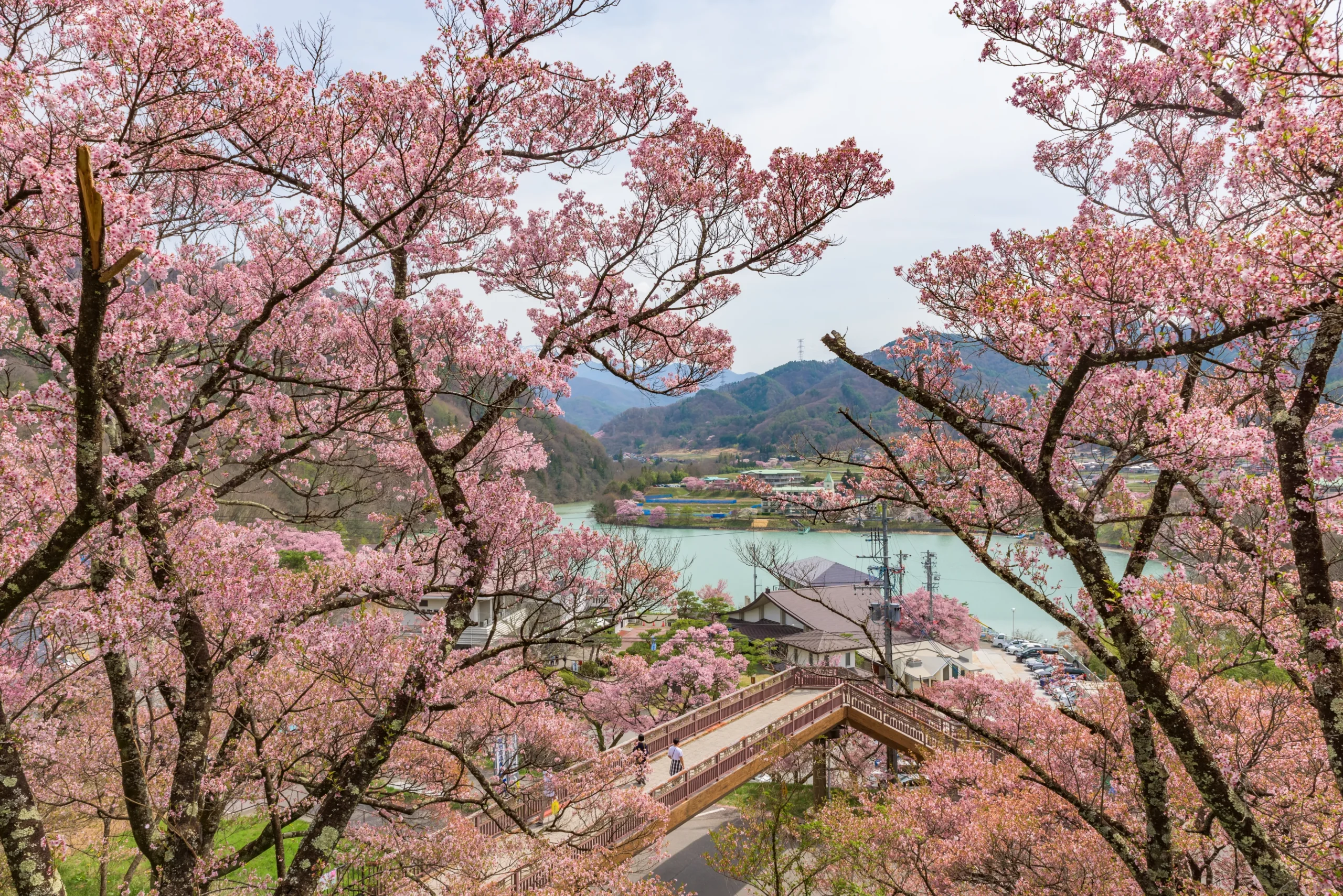 Cherry blossoms at Takato Castle Site Park in Nagano