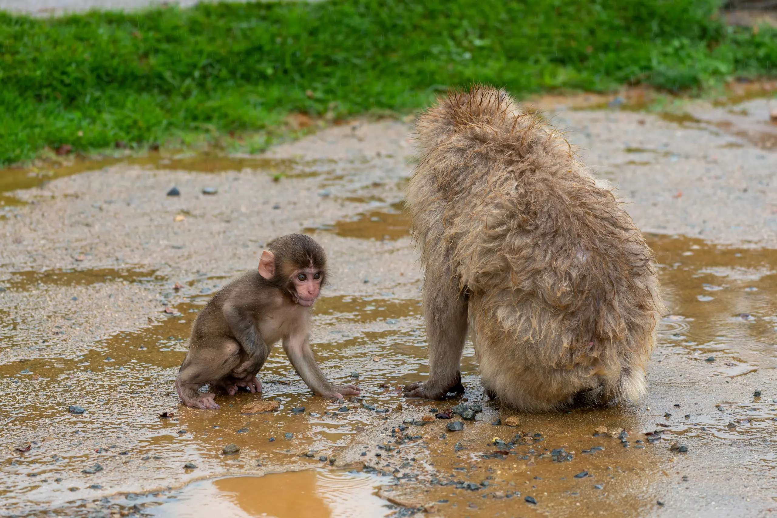 Japanese macaques at Iwatayama Monkey Park in Arashiyama, Kyoto.