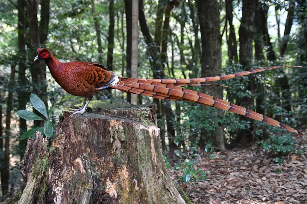 Copper pheasant, a bird species endemic to Japan