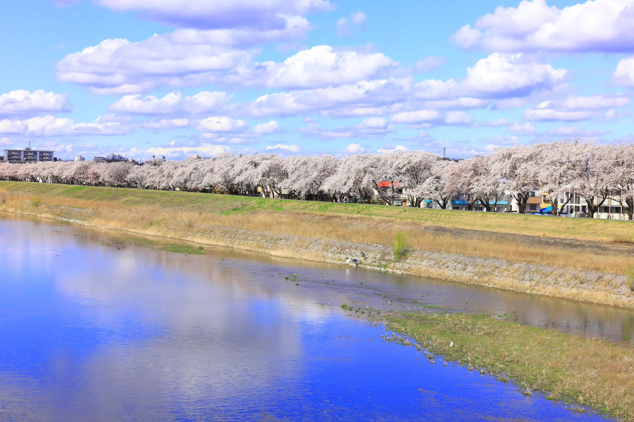 Cherry blossoms along the Tama River in Fussa, Tokyo.