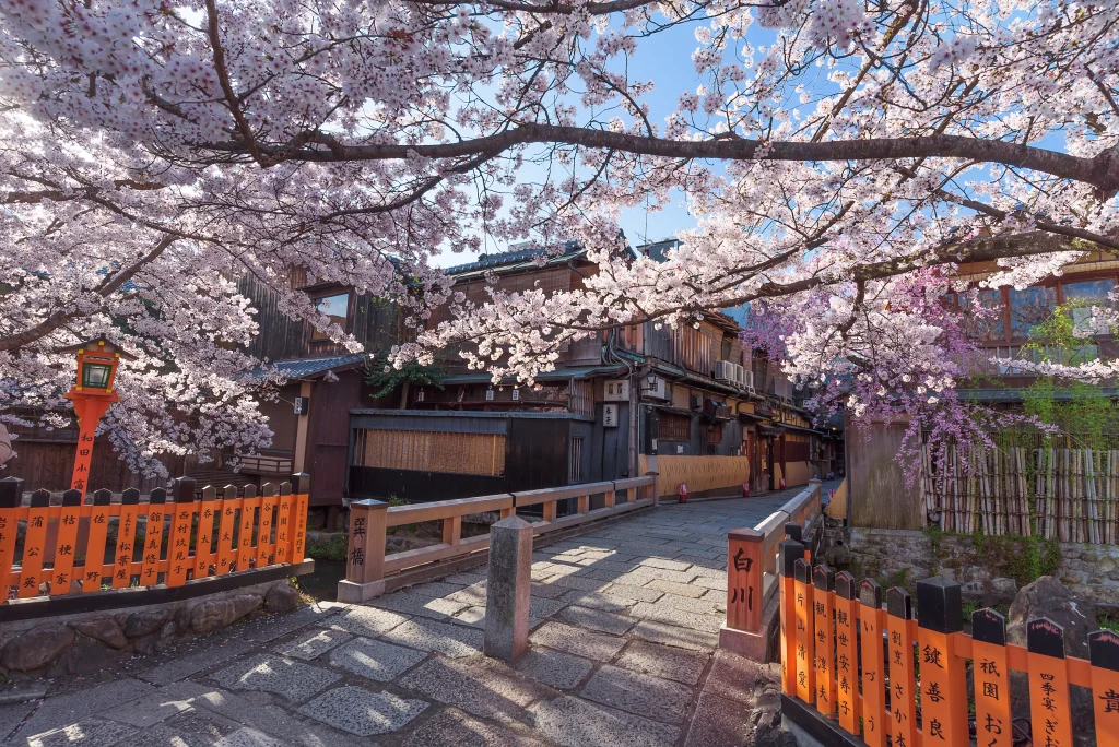Tatsumi Bridge in Gion Shirakawa, Kyoto, with cherry blossoms in full bloom.