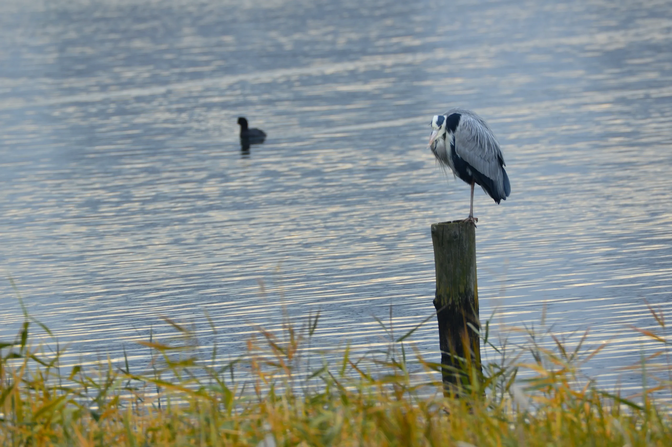 Grey heron at Tokyo Port Wild Bird Park in Ota City, Tokyo