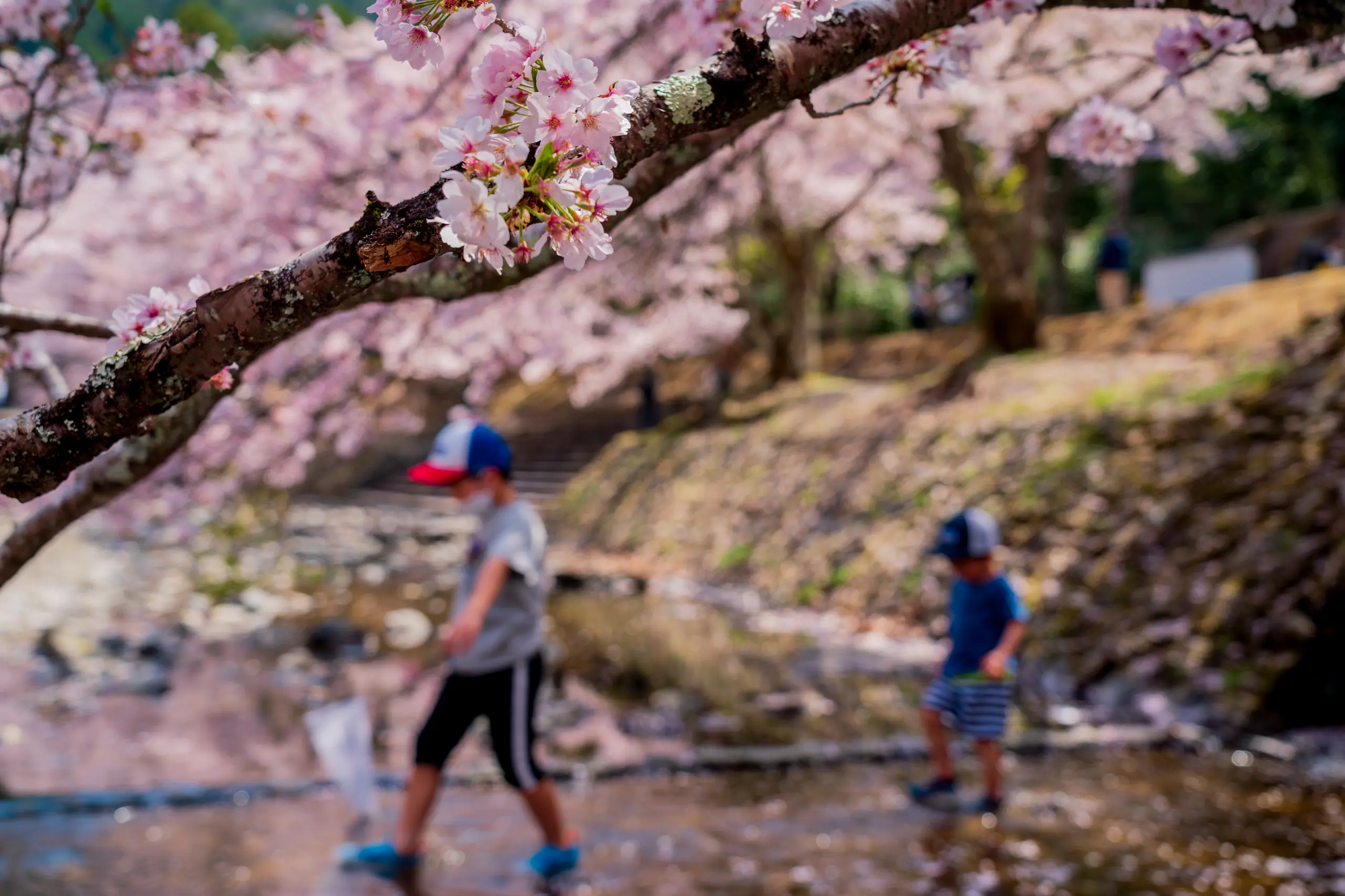 Cherry blossoms along the Nanatani River in Kameoka, Kyoto.