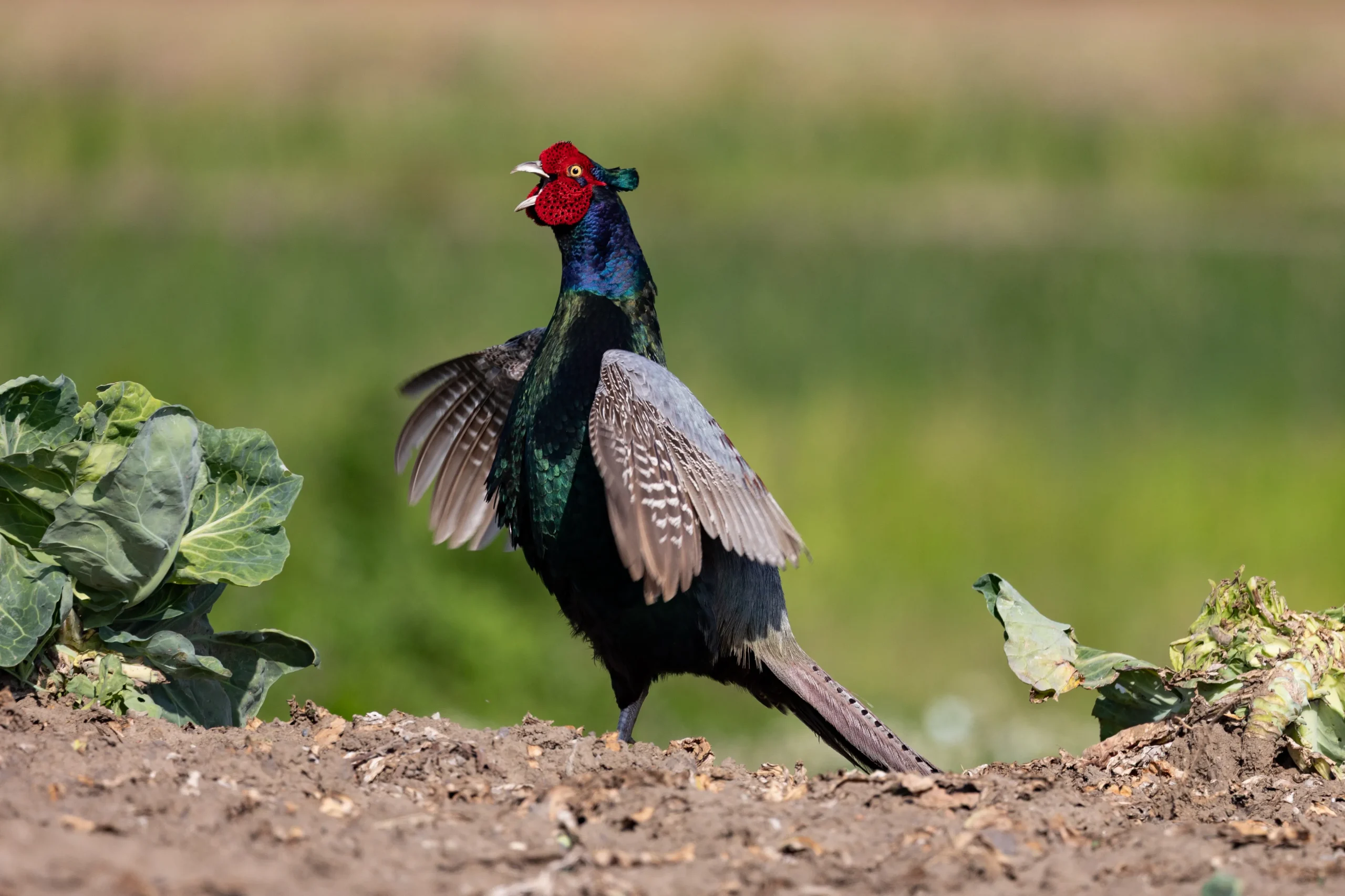 Male green pheasant calling with its wings spread during a display